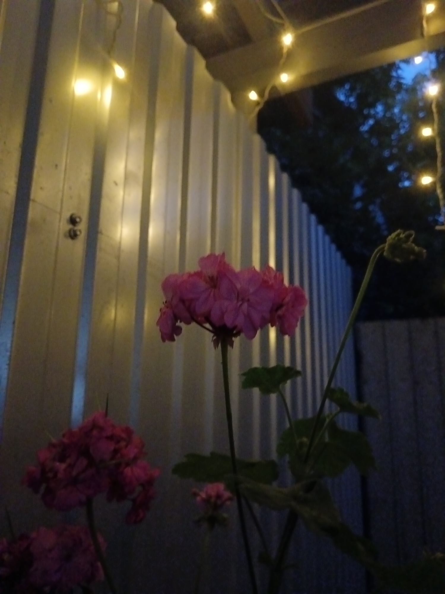 The photograph depicts a close-up view of pink geranium flowers with green leaves against a backdrop of a corrugated metal fence illuminated by string lights. The lighting suggests it is evening or night. The fence is silver and has vertical ridges. The string lights, small and yellow, are draped overhead and cast a warm glow. In the background, dark foliage and a blue-tinted sky are visible, indicating an outdoor setting. Two small dark objects, possibly bolts or fasteners, are visible on the fence to the left. The flowers are in focus in the foreground, with one large cluster of pink blossoms prominently displayed. Another cluster of pink flowers is visible to the left, and a single bud is on a stem to the right. The scene is likely a garden or patio area.