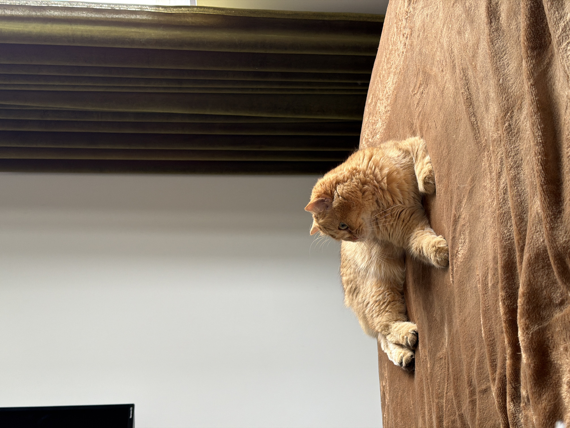 An orange tabby cat is lying on a brown, plush blanket on a bed. The cat is facing to the right, with its head turned slightly, and its paws are tucked underneath its body. The background shows a white wall on the left and dark green velvet curtains on the right. A portion of a black television screen is visible on the far left edge of the image. The scene appears to be indoors, likely in a bedroom.