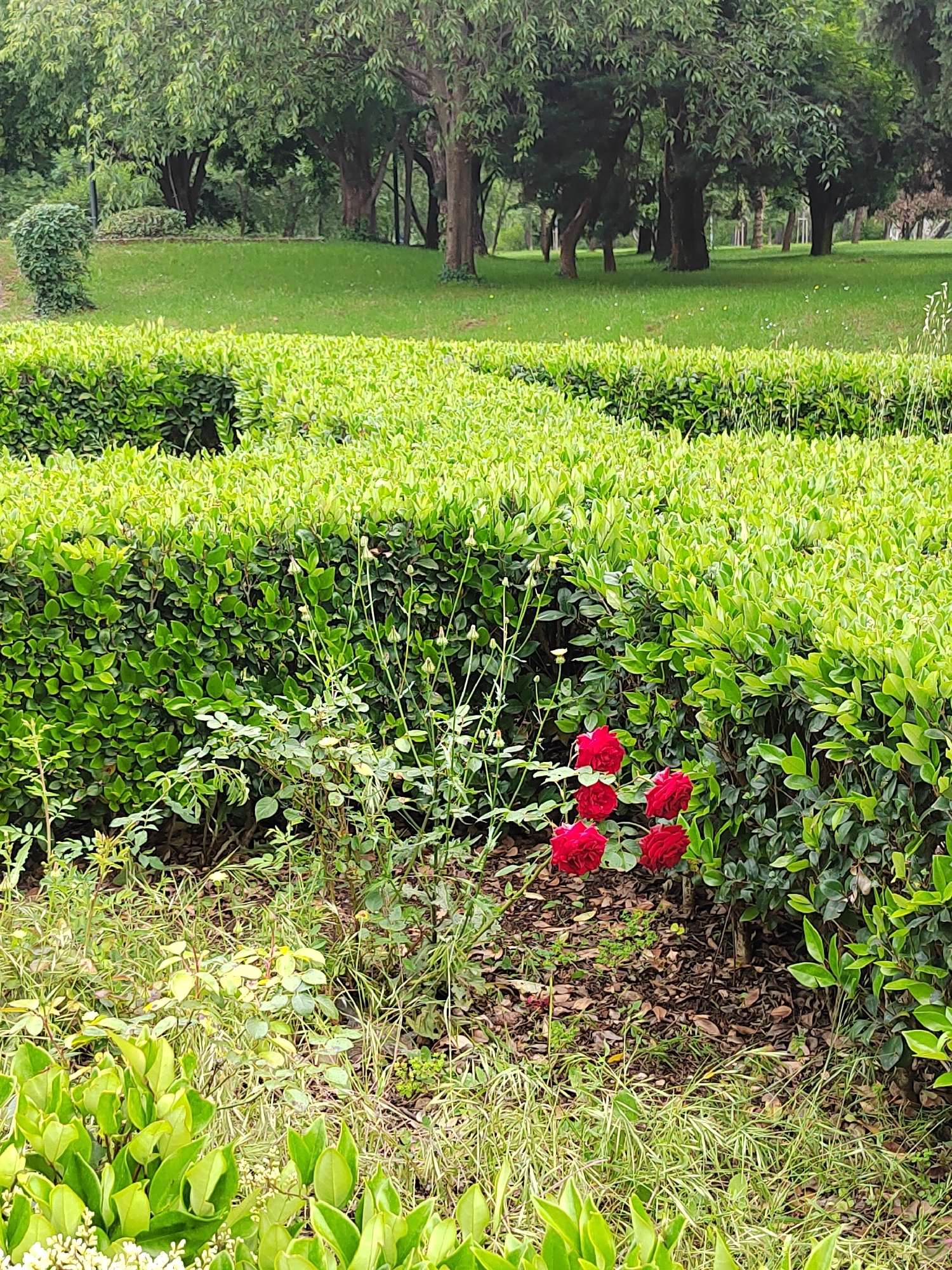 The image shows a garden scene in Podgorica, Montenegro. A trimmed hedge maze dominates the foreground. A cluster of blooming red roses is visible near the base of the hedge. The ground is covered with mulch and scattered greenery. Beyond the hedge maze, a grassy lawn leads to a row of trees.