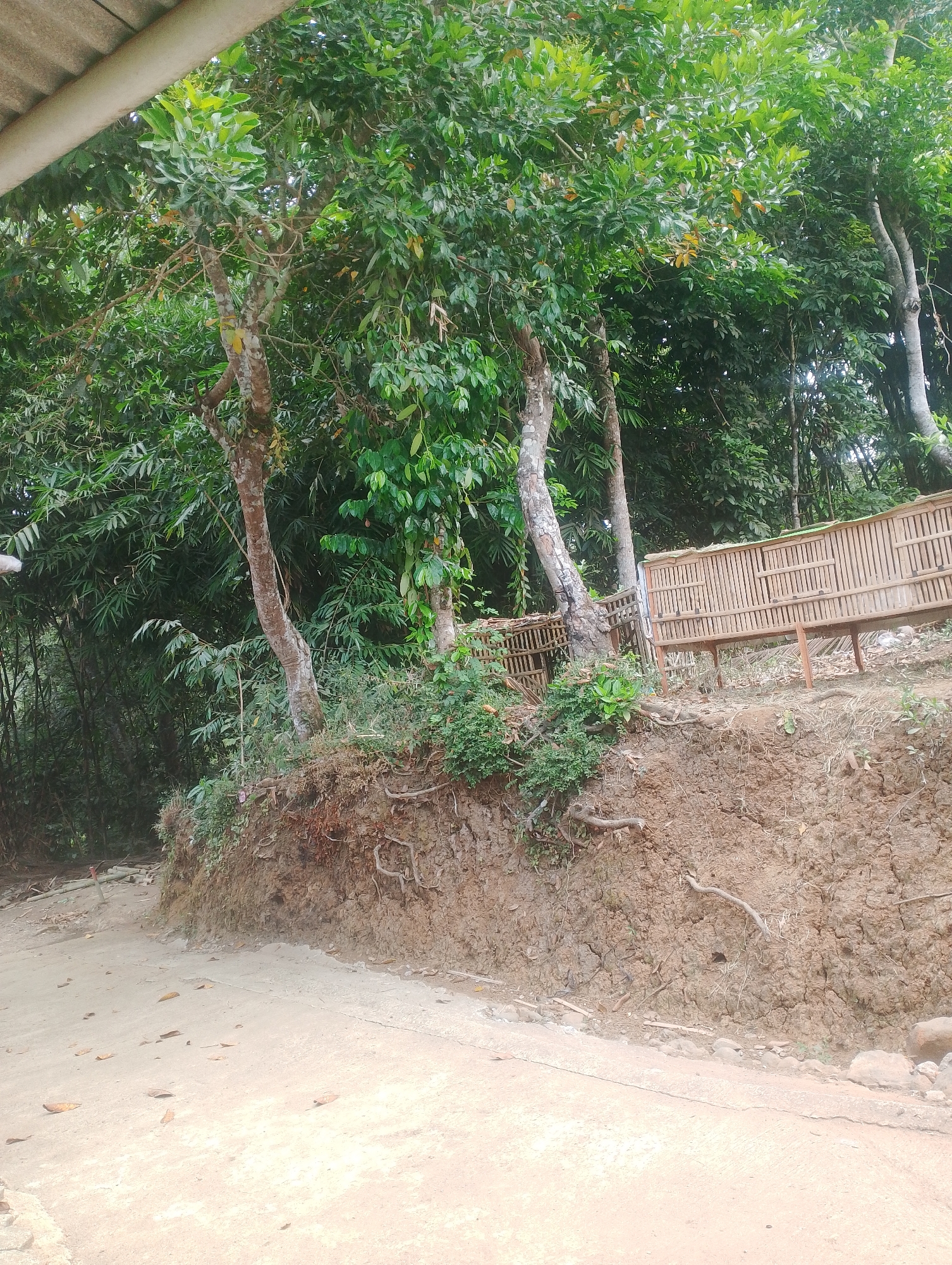 In Krasak, Indonesia, a dirt road curves uphill through a lush, green environment. On the right side of the road, a slope is covered in brown soil, with exposed tree roots and sparse vegetation. At the top of the slope, a bamboo structure, possibly a coop or shelter, is situated among the trees. The surrounding area is dense with various trees and bamboo plants, creating a natural, somewhat wild landscape. The sky is overcast, suggesting a humid or rainy day. The scene appears to be a rural or semi-rural setting, likely on the outskirts of a village or in a natural reserve area.