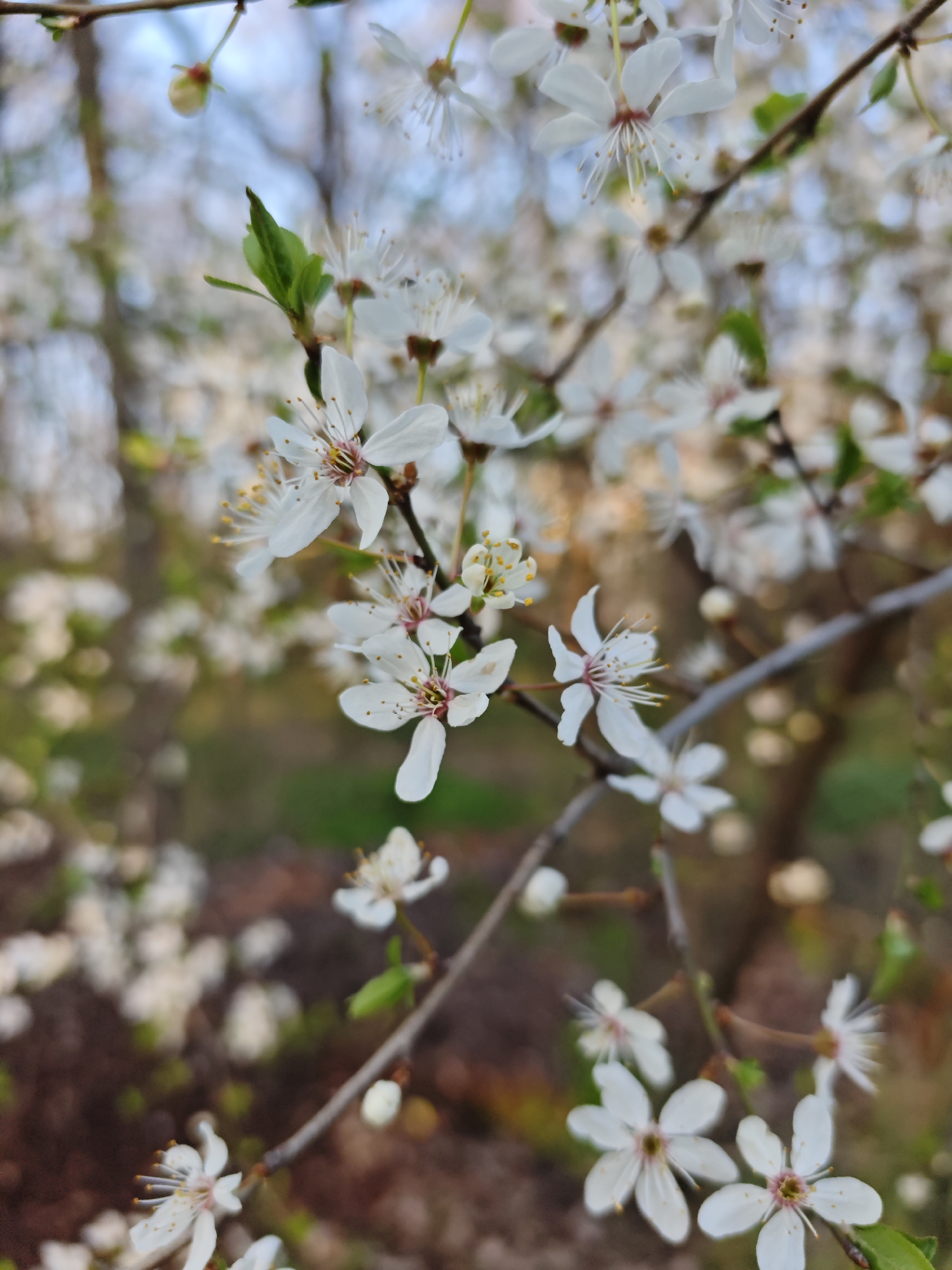 The image shows a close-up of a blooming tree branch, likely a cherry or plum tree, with numerous white flowers featuring delicate petals and prominent stamens. A few small green leaves are visible amidst the blossoms. The background is softly blurred, suggesting other branches and blossoms, with hints of blue sky and brown foliage. The location is potentially in Pyatigorsk, Russia, but there is no definitive evidence within the image to confirm this.