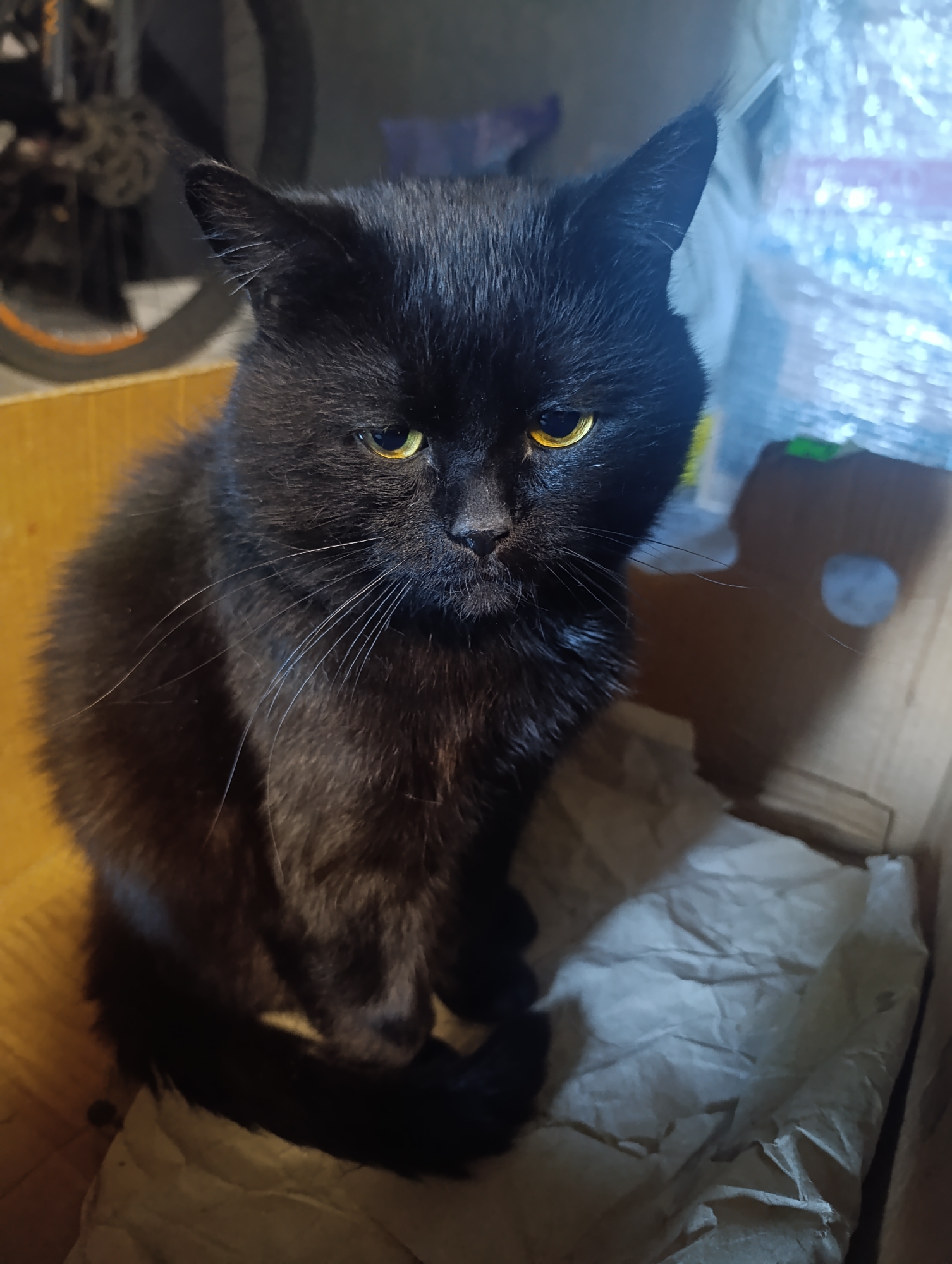 A black cat with yellow eyes sits in a cardboard box filled with crumpled paper. The cat is facing forward, looking slightly to the left. Its fur appears slightly damp, especially around the face and chest. The background is out of focus, showing a blurry object that resembles a bicycle wheel with an orange rim on the left, and a light-colored, possibly reflective material on the right. The lighting is dim, casting shadows. The scene is likely indoors, possibly in a storage area or a makeshift shelter. No specific location in Zlatopil, Ukraine can be determined from the image.