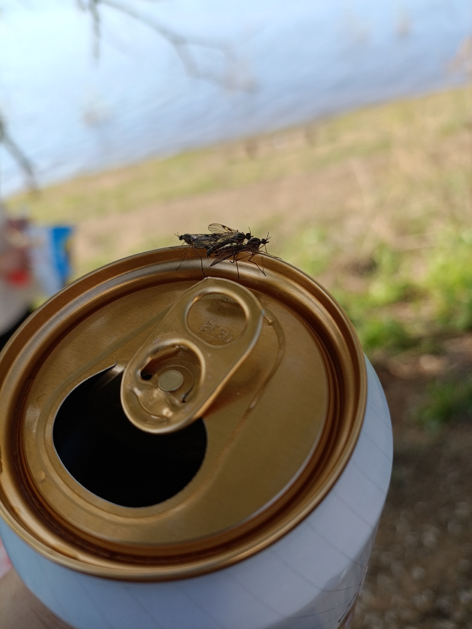 A close-up shot focuses on the top of an open aluminum beverage can, which has a golden-colored interior and pull tab, and a white exterior. Two dark-colored insects with wings are perched on the rim of the can. The background is blurred and shows a grassy field, trees, and a body of water under a pale sky. The can appears to be held by a person.
While I cannot pinpoint the exact location as Chaikovsky, Russia without additional information, the presence of a water body and vegetation is consistent with this general area.