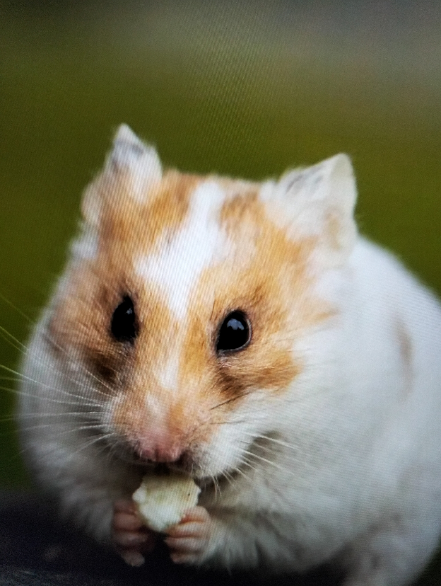 A close-up, eye-level shot features a Syrian hamster with white and orange fur eating a piece of food. The hamster is holding the food with its front paws and bringing it to its mouth. The background is a blurred green and dark brown, suggesting an outdoor environment. The image does not contain any elements or context that would allow for determining a location in the city of Payagaboh, Indonesia.