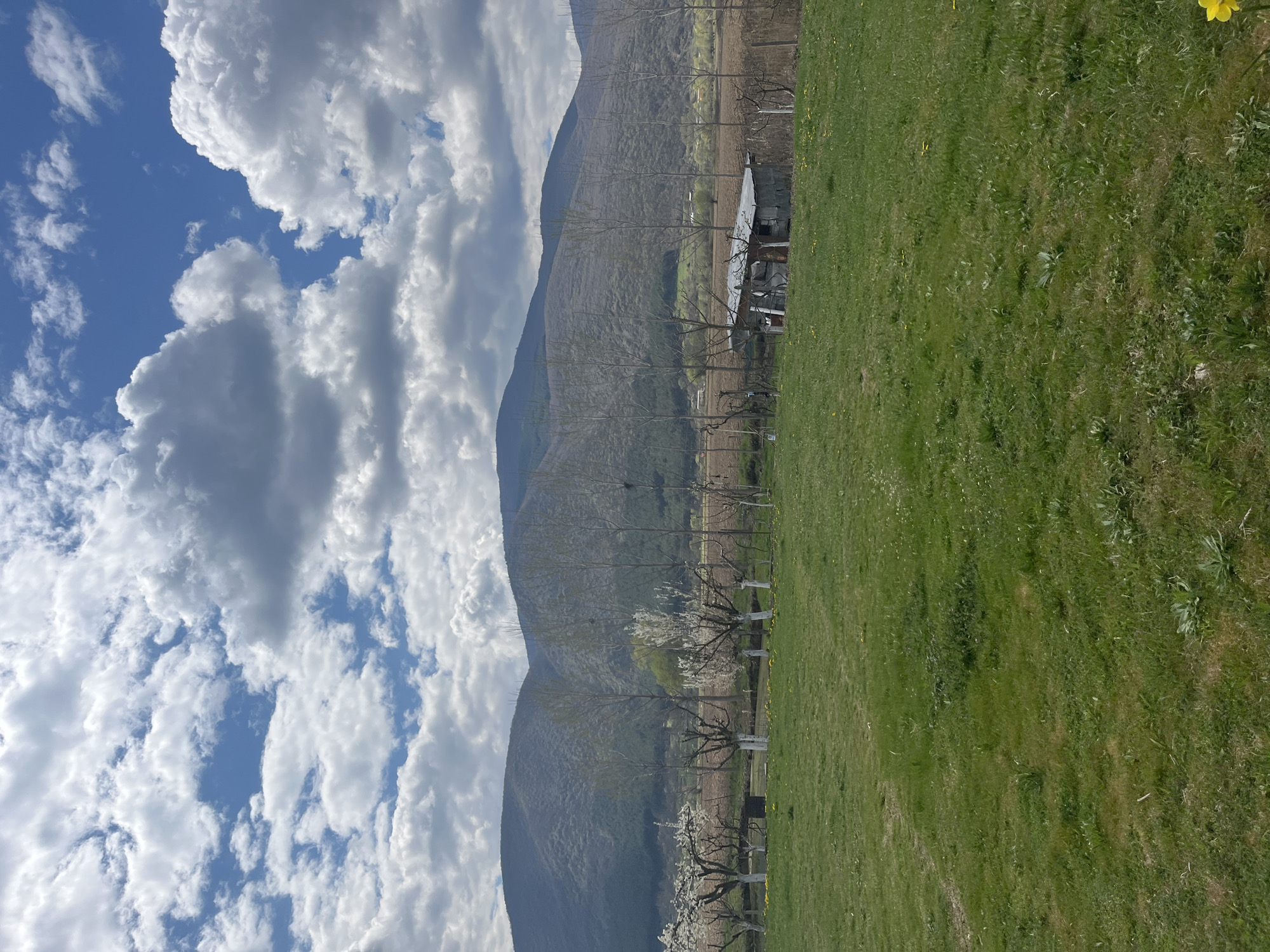 The image shows a rural landscape with mountains in the background and a bright, partly cloudy sky. A grassy field occupies the foreground, lined with trees, some in bloom with white flowers. A small, aged structure is visible in the midground. The location is near the city of Goce Delcev, Bulgaria, based on visual characteristics consistent with the region's geography. No people are visible.