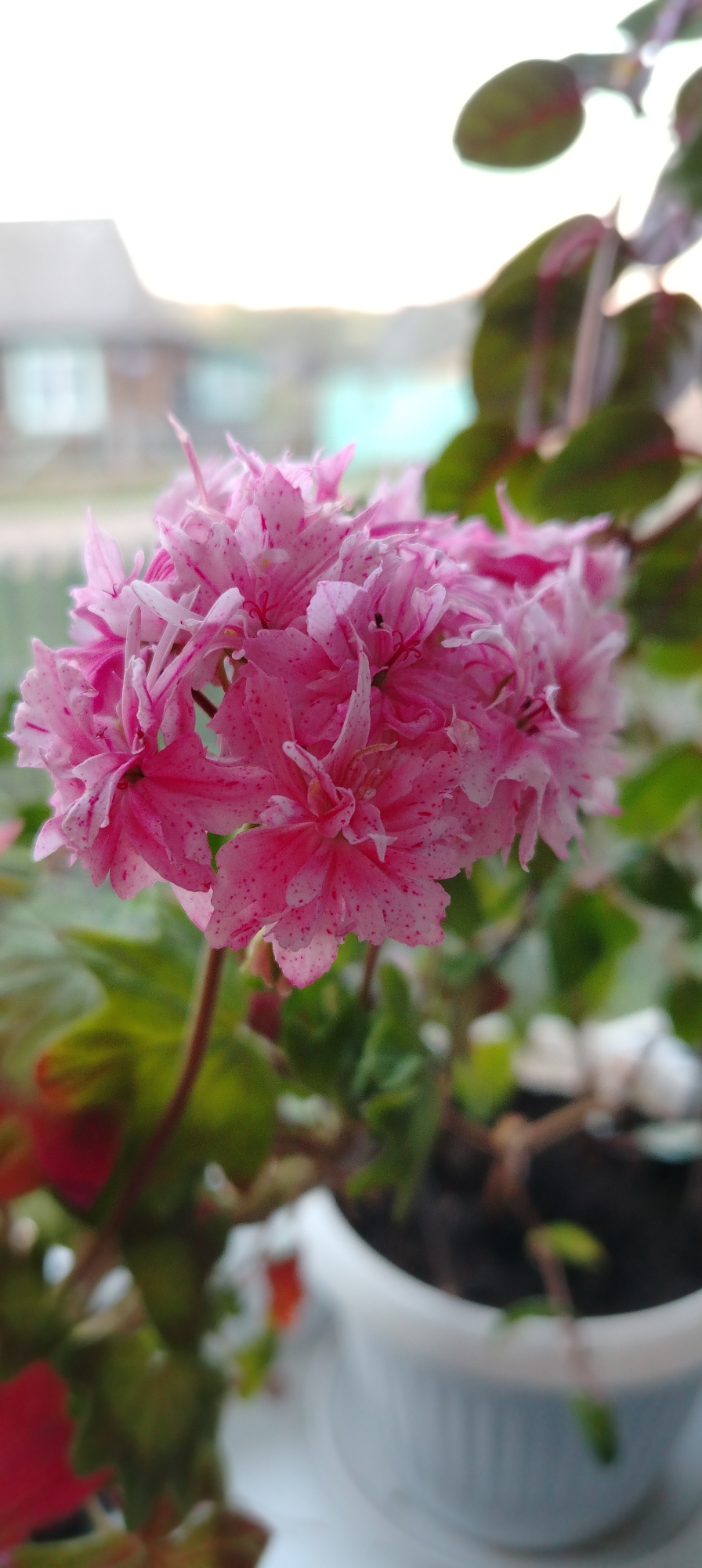 The image features a close-up view of a pink geranium plant in a white pot, likely indoors on a windowsill. The geranium has clusters of pink flowers with darker pink speckles. The leaves of the plant are green and some have a reddish hue. The pot is ribbed. Outside the window, a blurry view of buildings is visible, indicating an urban or suburban setting. While the location in the city of Зипуново, Russia is provided, there is no forensic evidence within the image to confirm this location.