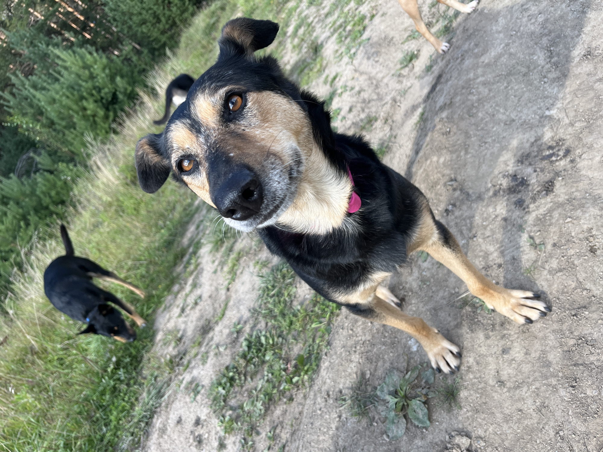 A German Shepherd mix dog with black and tan markings, wearing a pink collar, is in the foreground, looking up at the camera with alert brown eyes. Its fur is short, and its ears are perked. The dog's paws are visible, with black nails. In the background, to the left and slightly blurred, another black dog with tan markings is running. The ground is a mix of dirt and sparse green vegetation. Further in the background, trees form a dense line. The overall setting appears to be an outdoor, natural environment, possibly a park or a field. There are no visible indications of the city of Nizhny Tagil, Russia, within the image.