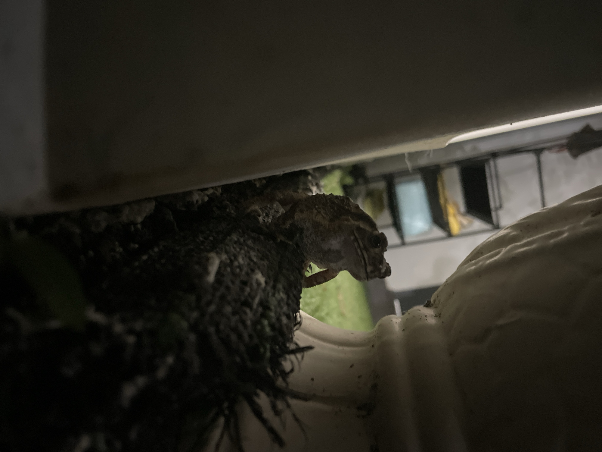 The image presents a close-up, low-light view of a small lizard, possibly a gecko or an anole, partially hidden within a sheltered environment. The lizard, with mottled brown and grey scales, is seen in profile on the left side, its head facing right. Its eye and part of its mouth are distinctly visible, and it appears to be resting or observing its surroundings.
The reptile is perched on a dark, highly textured organic mass, resembling a dense clump of roots, moss, or rough soil, which occupies the lower-left and central foreground. Above the lizard, a smooth, light-colored horizontal surface extends across the top of the frame, suggesting an overhang or a structural element that casts a shadow below. To the right of the lizard, a contrasting lighter-colored object with an irregular, sculpted, or frothy texture is visible.
In the background, beyond the immediate foreground elements, faint hints of a brighter area with green tones, likely foliage or grass, can be discerned, along with indistinct structural shapes that might be window frames or parts of a building. The dim, artificial lighting indicates that the photograph was taken at night or in very low light conditions. The scene depicts a quiet, hidden spot within an outdoor or semi-outdoor setting, potentially a garden, balcony, or under a building eave in Phu Thuy Ward, Vietnam. There is no visible text in the image.