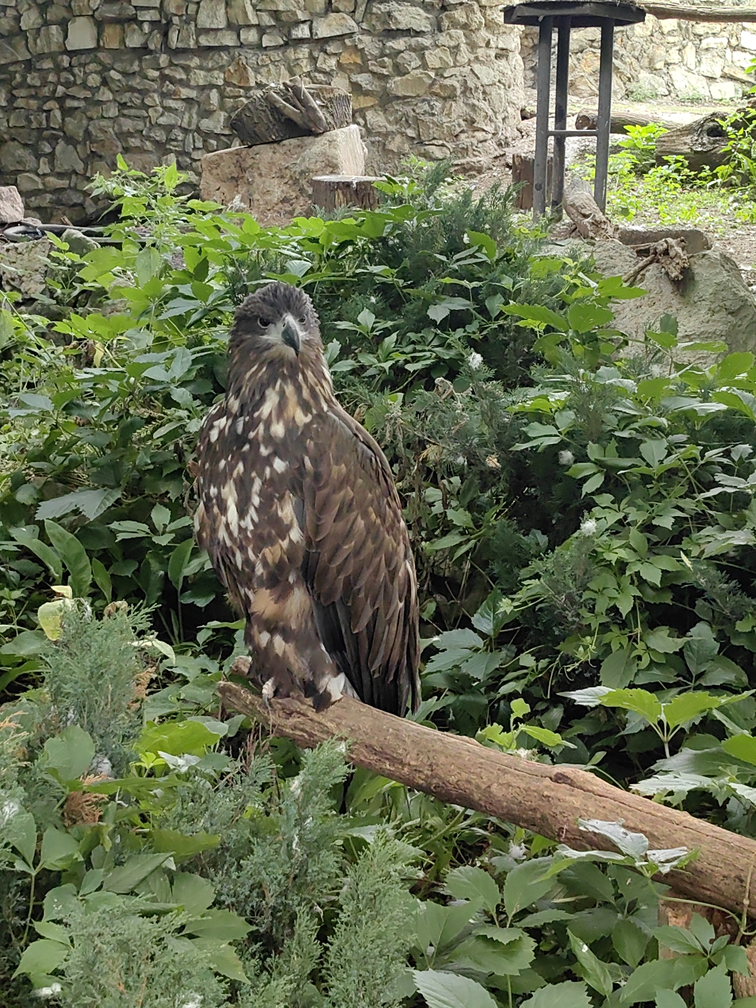 A young eagle perches on a fallen log amidst lush greenery and a stone wall in a zoo enclosure. The eagle, with its mottled brown and white plumage, faces the camera with keen eyes. In the background, a rustic wooden structure stands partially obscured by foliage, hinting at a naturalistic habitat designed for the animal. The scene suggests an educational display, likely within the Moscow Zoo, where visitors can observe diverse wildlife in environments mimicking their natural surroundings.