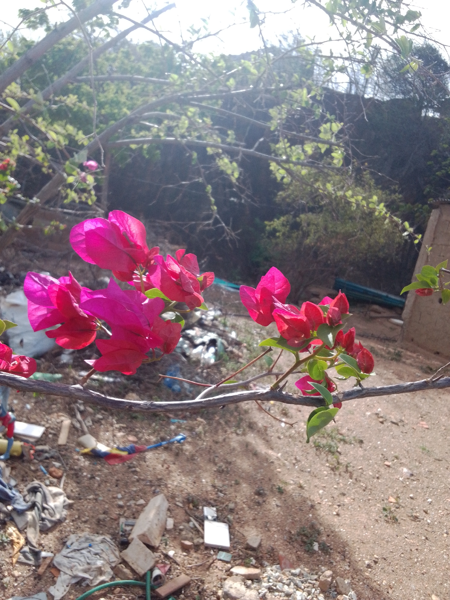 The image depicts a close-up view of bright pink and red bougainvillea flowers and their green leaves against a blurred background. The flowers are in focus, attached to thin, brown branches, one of which runs horizontally across the lower portion of the frame. The background shows a mix of green foliage, dry, reddish-brown soil, and some man-made debris, including what appears to be white and grey fabric, and a blue object. In the upper background, a dark, shadowed area suggests trees or dense vegetation, and possibly a building structure. The lighting suggests a sunny day, with a bright sky contributing to lens flare in the upper part of the image. The scene is outdoors, likely in a natural or semi-natural environment within or near a populated area, potentially La Tagua, Venezuela, given the description. There are no people visible in the image.