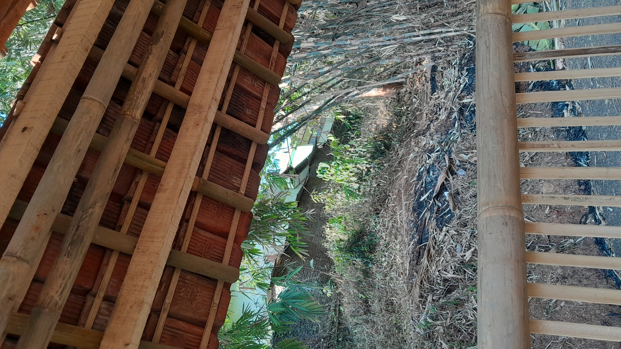 The image captures a view from beneath a rustic wooden and bamboo roof structure, looking out towards a hillside. The roof's underside reveals terracotta tiles supported by wooden beams and bamboo poles, with glimpses of the sky and lush green foliage above.
The hillside in the mid-ground is densely covered with dry grasses, fallen leaves, and some patches of burnt ground, suggesting recent activity or natural drying. Bamboo stalks of varying sizes are scattered across the landscape, some standing tall and others fallen. In the background, a stone and concrete structure, possibly a house or building, is partially visible, blending into the natural surroundings. The foreground features a railing made of thick bamboo poles, with thinner bamboo stalks acting as vertical supports, offering a boundary to the immediate viewing area.
The scene appears to be an outdoor setting, potentially a rural or semi-rural area in Sumedang, Indonesia, given the presence of bamboo and the architectural style. There are no people visible in the frame, and the environment is characterized by natural elements and rudimentary construction. The overall impression is one of a tranquil, somewhat untamed natural setting with human habitation present but not prominent.