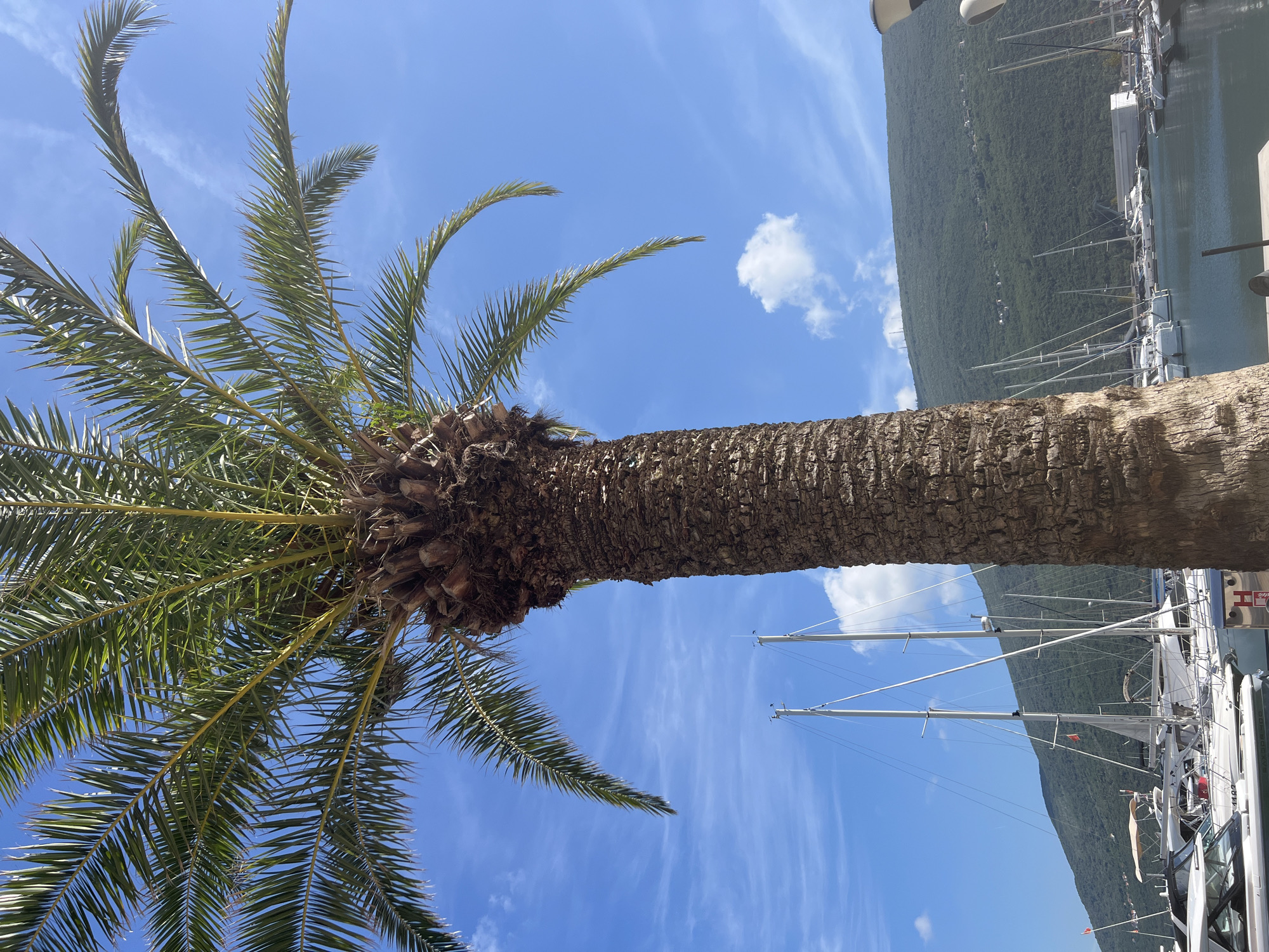 The image captures a vibrant coastal scene in Đenovići, Montenegro, on a clear, sunny day. The dominant subject is a large palm tree, viewed from a low angle looking upwards. Its rough, textured trunk fills the right side of the frame, while its long, green fronds extend across the left and top, casting shadows and creating patterns against the sky.
The sky is a bright, deep blue with scattered white, wispy clouds. In the background, beyond the palm tree and over a body of water, a lush green mountain or hill rises steeply, covered in dense vegetation. At the base of the mountain, along the water's edge, a marina or harbor is visible, populated with numerous docked boats. White sailboats with tall masts and rigging are prominent, alongside several smaller motor yachts. The overall atmosphere suggests a serene and warm daytime setting. No people are visible, nor is any discernible text present in the image.