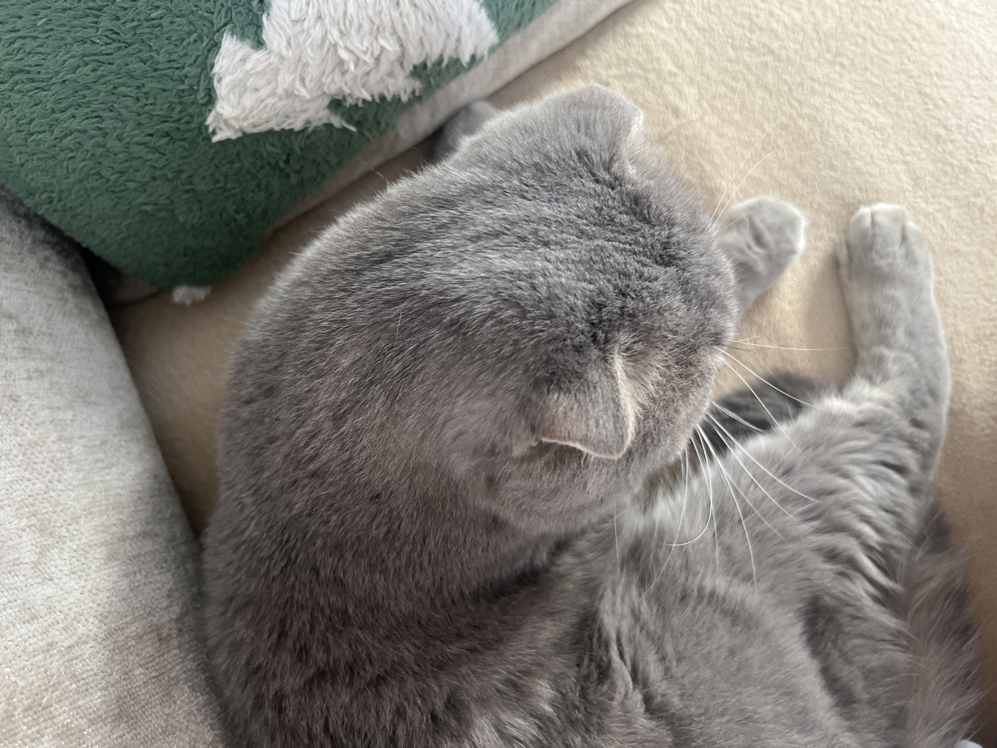 The media file is a close-up, overhead shot of a grey cat resting on a light-colored surface, likely a sofa or bed. The cat is a British Shorthair, identifiable by its dense, plush grey fur and rounded features. Its head is turned down and to the side, obscuring its face, and its ears are slightly folded back, suggesting relaxation or sleep. The cat's paws are visible, with the front paws tucked in and the hind legs stretched out.
In the background, to the left, a corner of a green and white patterned pillow or cushion is visible, adding a touch of color to the otherwise neutral scene. The surface the cat is lying on appears to be a soft, textured fabric, possibly a blanket or upholstery, in a light beige or cream color. The lighting suggests it is daytime, likely indoors, with natural light illuminating the scene. There are no visible humans, text, or specific location cues beyond what can be inferred from the setting. The overall impression is one of quiet domesticity and peaceful repose.