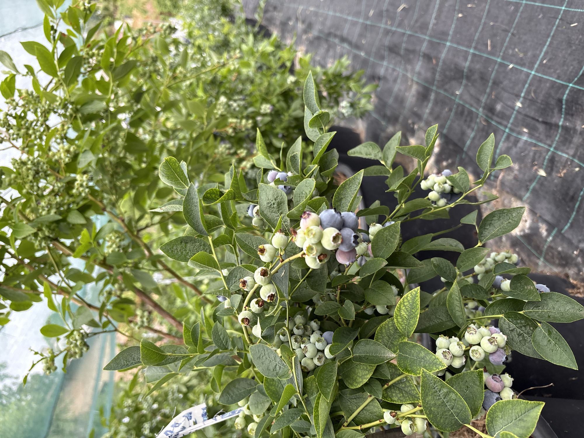 A close-up shot captures a blueberry bush laden with clusters of developing blueberries. The berries are in various stages of ripeness, ranging from pale green to a deep bluish-purple. The leaves of the bush are a vibrant green, some showing a slight yellowing. The bush is potted in a black container, with other similar potted bushes visible in the background, arranged in rows. A piece of white fabric with a blue pattern is attached to the stem of the foreground bush. The ground beneath the bushes is covered with black landscape fabric, marked with a green grid pattern. The scene appears to be an outdoor agricultural setting, possibly a farm or nursery. There are no people visible in the image.