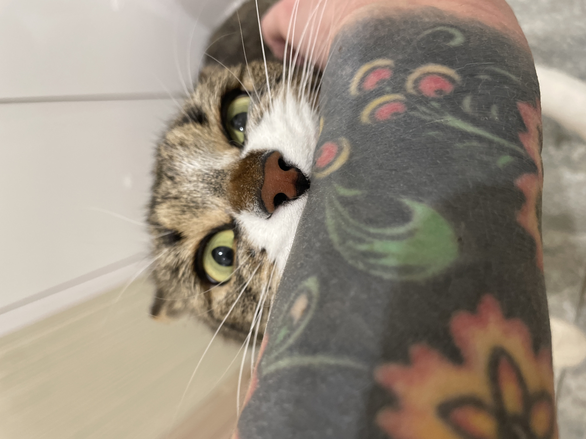 A close-up image depicts a domestic short-haired cat, likely a tabby, with prominent green-yellow eyes, a white muzzle, and a reddish-brown nose, positioned against a human forearm. The cat's face is central, with its nose and lower jaw appearing to press into or lightly grip the tattooed forearm. Its ears are visible, slightly flattened, and numerous long white whiskers extend outwards. The fur on its head is a mix of brown, black, and white stripes and patches. The human forearm, positioned horizontally in the foreground, is heavily tattooed with a dark, possibly black, background adorned with colorful, out-of-focus floral or leafy patterns in shades of orange, red, and green. The skin visible around the tattoo is light-toned. The background behind the cat is a soft, out-of-focus light beige or off-white surface, consistent with an interior wall or furniture, and features a subtle vertical line suggestive of a seam or corner. The scene takes place indoors in the city of Izhevsk, Russia.