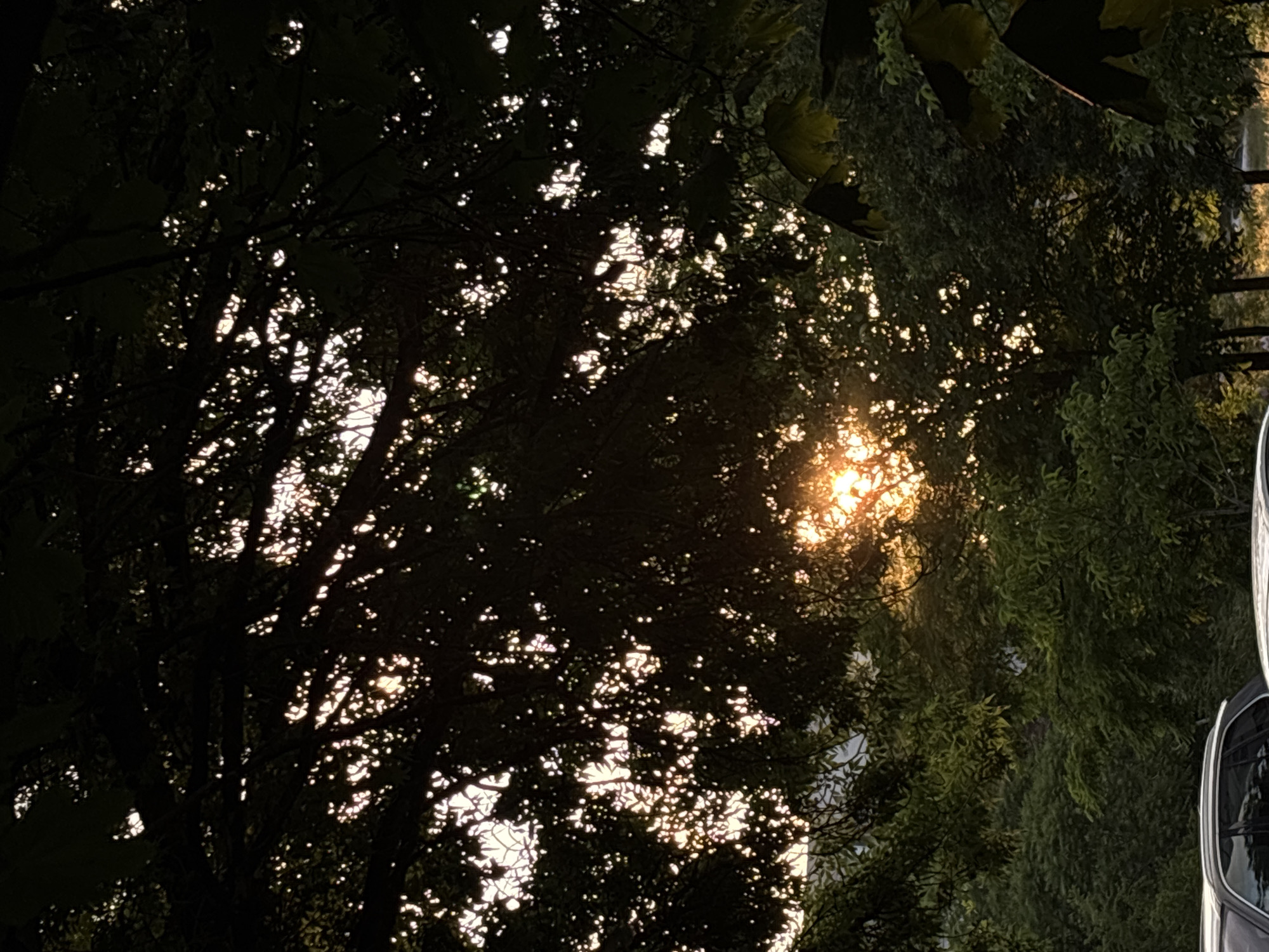 The image depicts a view looking upwards through trees with sunlight filtering through the branches. The trees are dark and silhouetted against the brighter sky. The sunlight is strongest in the center of the image, creating a halo effect. There is a vehicle partially visible on the right-hand side. The location is unknown and cannot be determined from the image. It is not possible to determine if the image was taken in Plovdiv, Bulgaria.