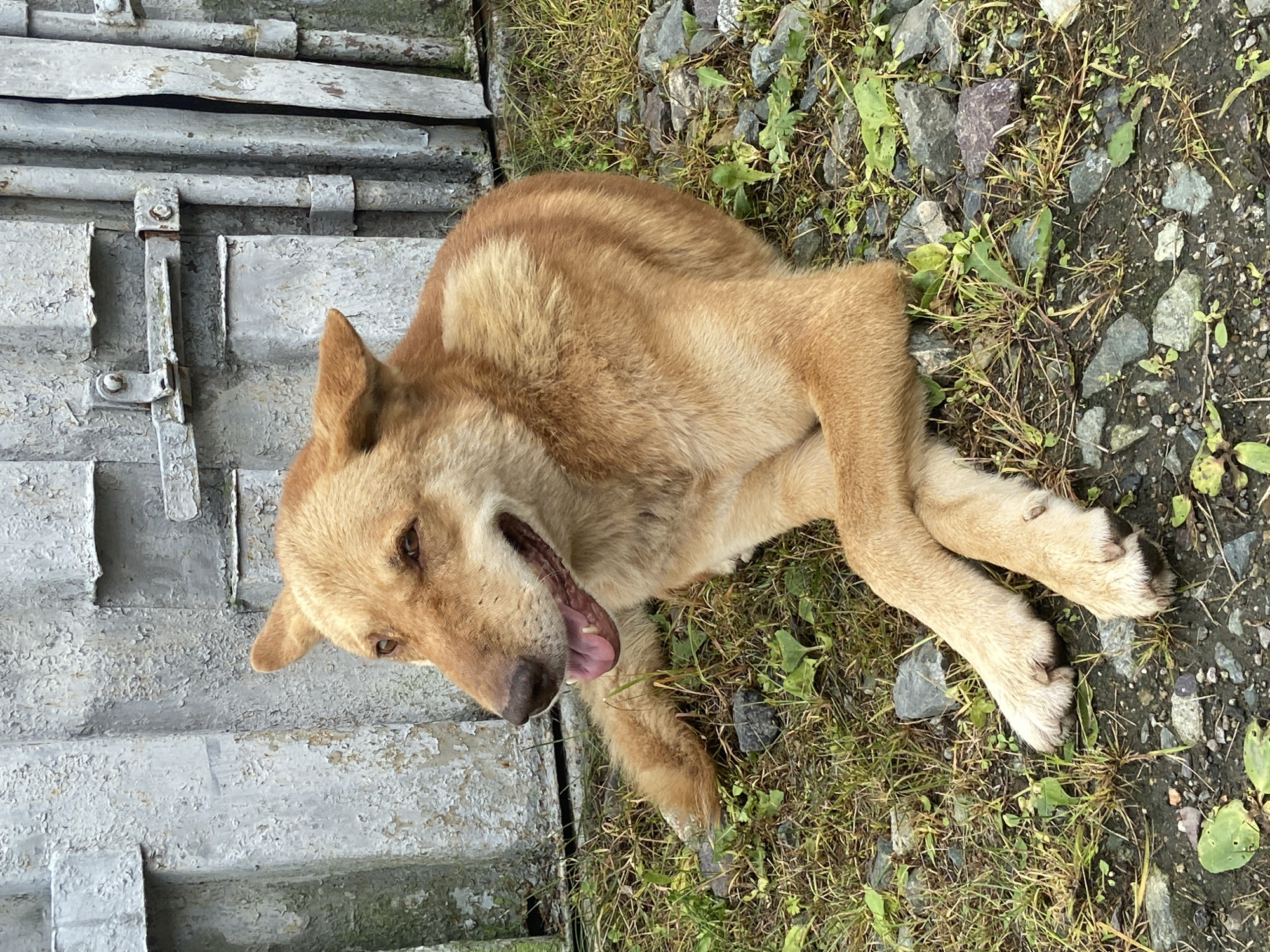 A medium-sized, light brown dog is lying down on the ground in front of a corrugated metal wall. The dog has its front paws crossed and is looking to its left with its mouth open and tongue hanging out. The ground is covered with grass and small stones. The metal wall appears weathered and has some green moss or algae growing on it. The overall scene suggests an outdoor environment, possibly in a yard or alleyway. The location is identified as Kraskino, Russia.