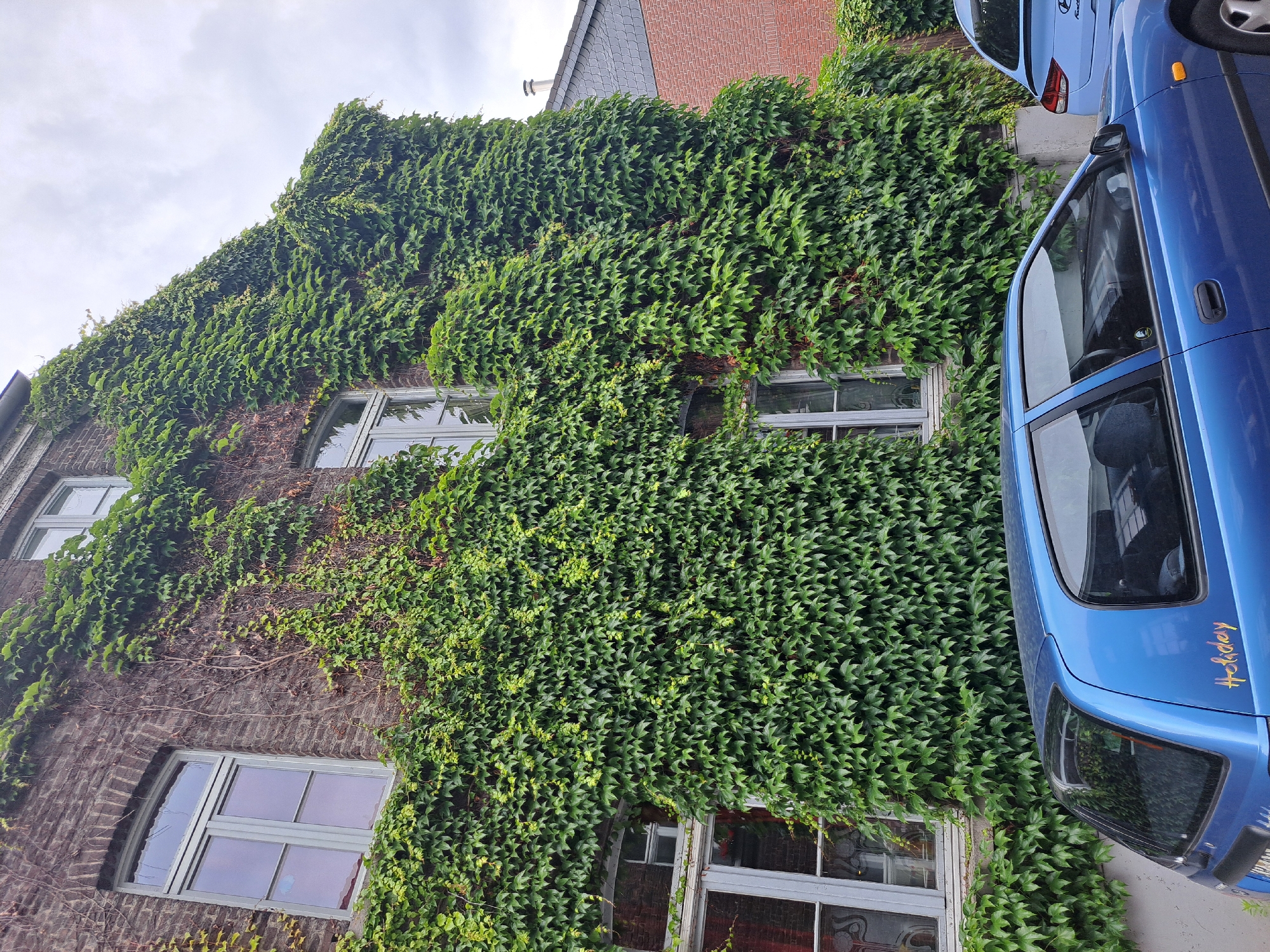 The image depicts a close-up view of a brick building facade heavily covered in dense green ivy. Several windows are visible on the building, some with light-colored frames and panes. In the foreground, the rear of a blue car is visible, with a sticker that reads "Holiday" in a cursive font on its trunk. A portion of another blue car, possibly a Hyundai, is visible further down the street to the right, partially obscured by the ivy-covered building. The sky above is overcast with gray clouds. The scene appears to be an urban environment, possibly a street or alleyway.