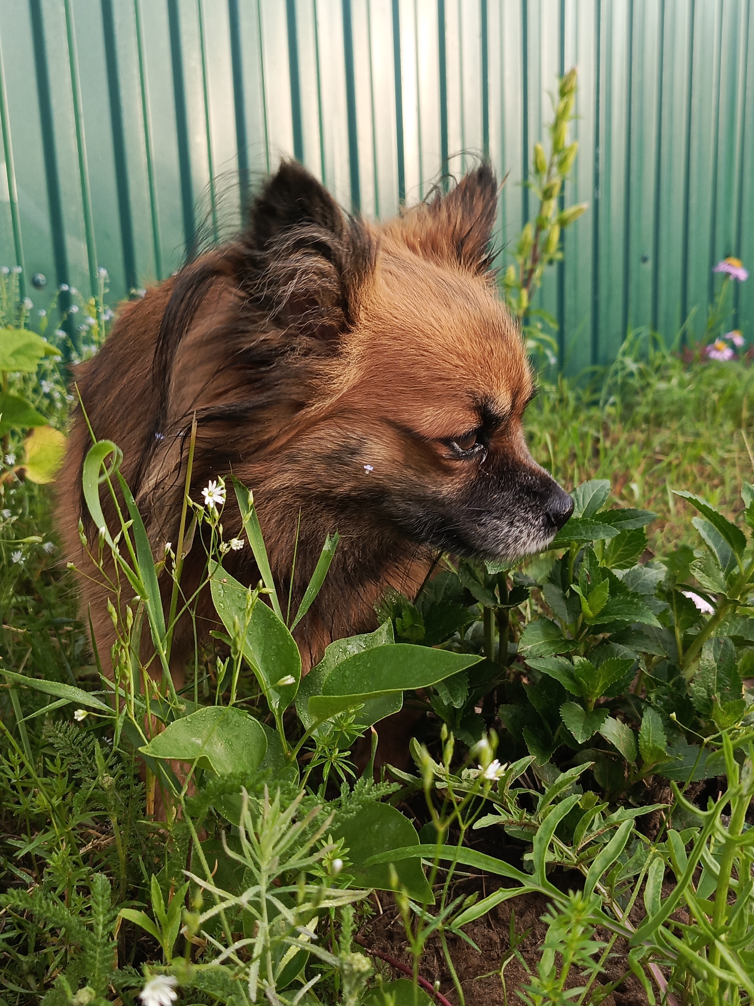 A medium shot captures a long-haired, tan-and-brown dog with dark fur on its face and ears, looking to the right in a patch of green grass and foliage. The dog is partially obscured by large green leaves and smaller white wildflowers. In the background, a tall, green metal fence stands vertically, with some blurred plants and pink flowers visible in the distance. The lighting suggests it is daytime, with sunlight casting shadows. The scene appears to be in a backyard or garden setting.