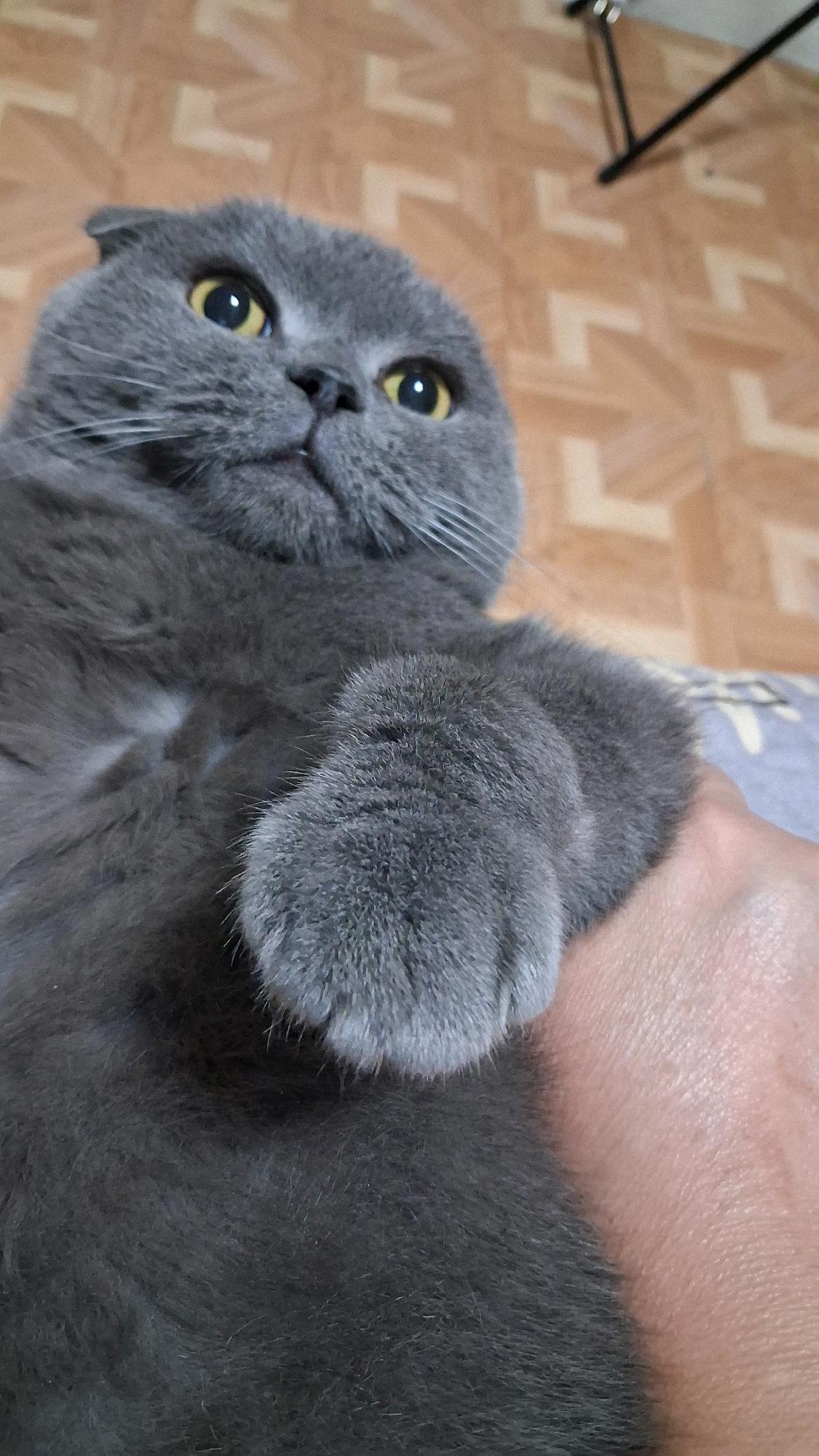 A close-up, low-angle shot shows a British Shorthair cat with gray fur and yellow eyes. The cat is lying on its back, with its front paw extended and resting on a person's hand. The background appears to be a tiled floor. The image is taken indoors, likely in a residential setting. There is no information available to suggest this image is located in Novosibirsk, Russia.