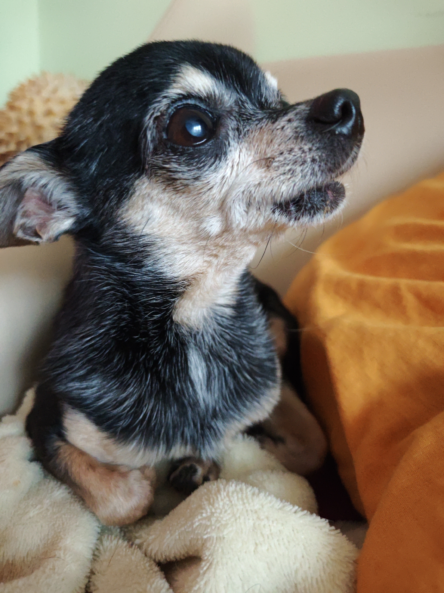 A senior Chihuahua dog, with predominantly black and tan fur interspersed with graying hairs, is resting on a soft, cream-colored blanket. The dog is positioned on the left side of the frame, facing towards the right and slightly upwards, with its mouth slightly open. Behind the dog, to the right, is a crumpled orange fabric, possibly a cushion or blanket. In the background, on the far left, a blurred, textured object, likely a toy, is visible against a pale green wall. The scene appears to be indoors, possibly on a sofa or bed.
