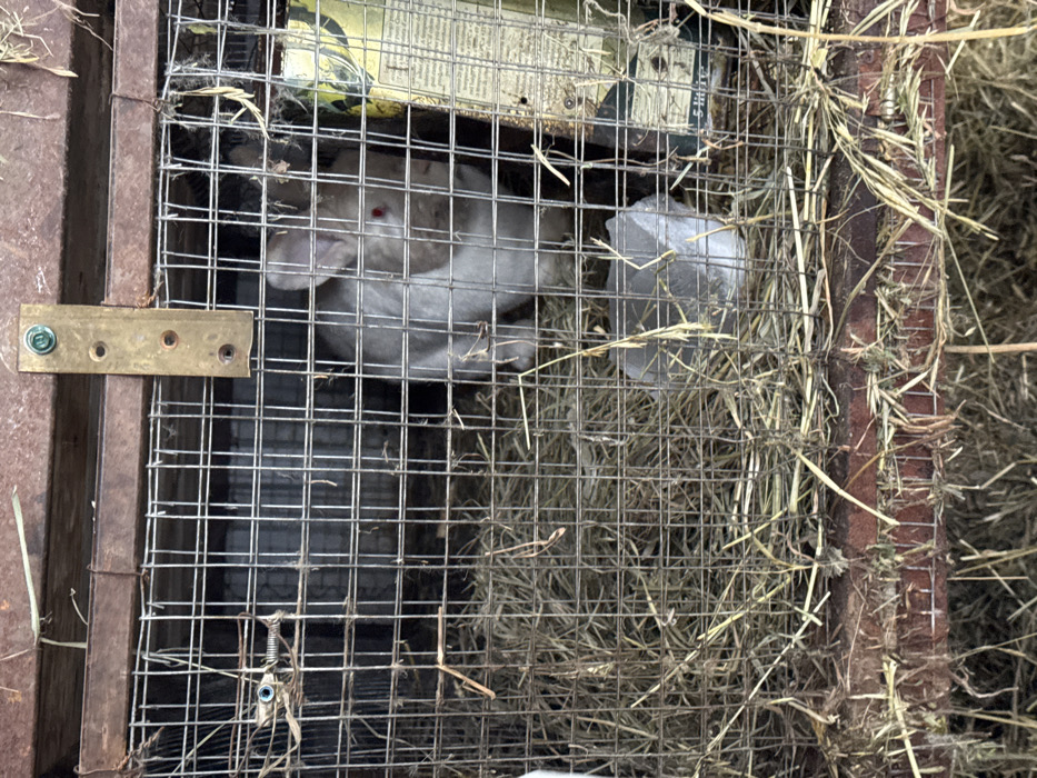 A light-colored domestic rabbit with reddish eyes is observed standing upright within a wire mesh cage. The cage features a rusted metal frame at the top and bottom, with a thick layer of dry hay or straw covering its floor. A translucent white plastic container, likely for water or food, rests on the hay in the lower right portion of the cage, near the rabbit. A brass-colored metal bracket secured by a green-headed screw is visible on the top frame, alongside a smaller coiled metal spring mechanism on the upper left. A yellowed piece of paper or cardboard is affixed to the right interior wall of the cage. The scene is located in the city of Probuzhdenie, Russia.