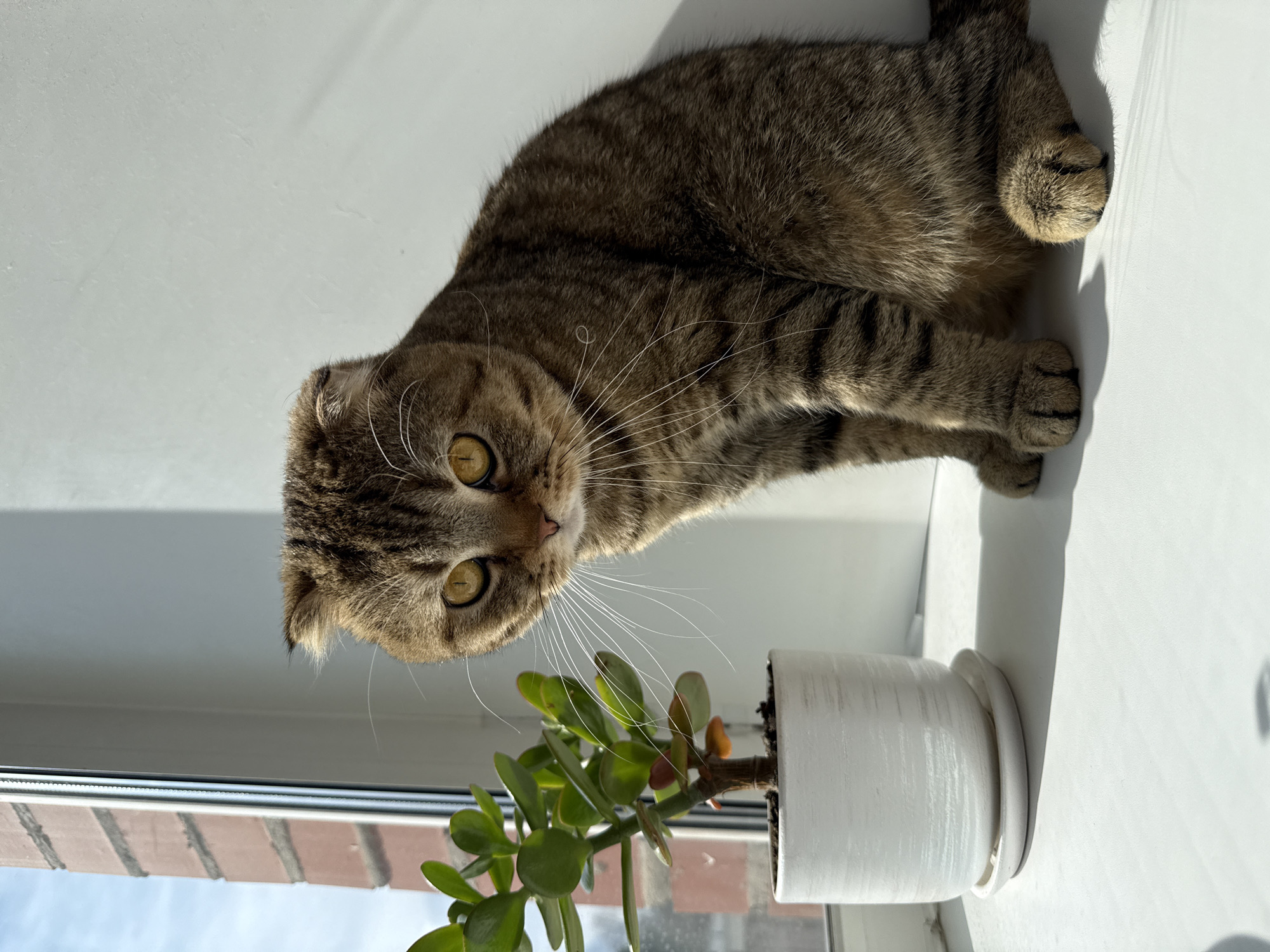 A tabby cat with folded ears and striking green-yellow eyes lies on a bright white windowsill, looking directly at the viewer. The cat has a brown and black striped coat and prominent white whiskers. Its body is stretched out, with its front paws tucked under and back paws visible. To the left of the cat's head, a small potted plant with thick green leaves, possibly a jade plant, sits in a white ceramic pot and saucer. Strong sunlight streams through the window, casting distinct shadows of the cat and the plant onto the windowsill, indicating a sunny day, likely midday or early afternoon. Through the window, a glimpse of an exterior brick wall and a cloudy blue sky can be seen. The overall scene suggests a quiet, sunlit indoor setting. There is no visible text.
