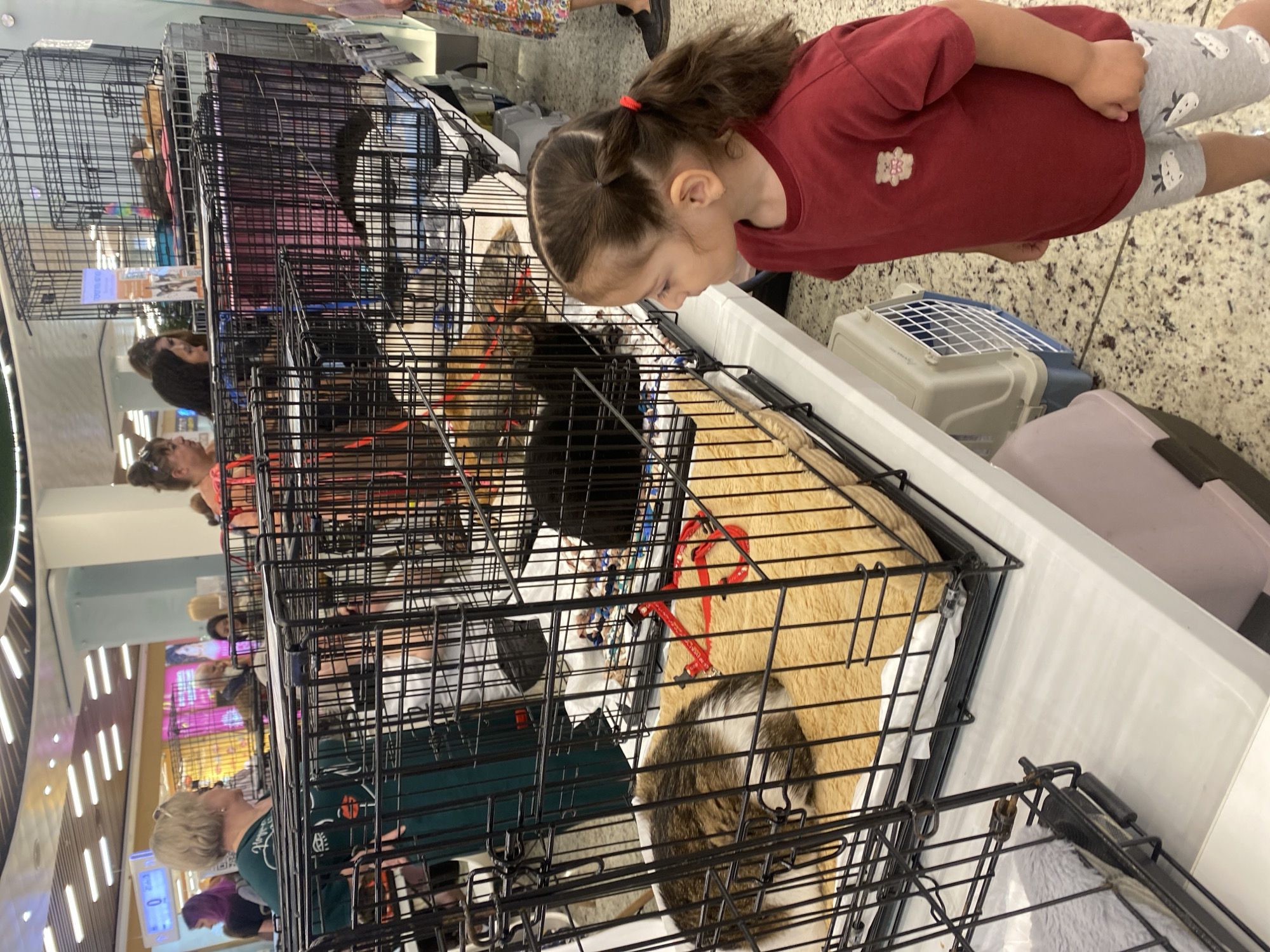 The image depicts an indoor pet exhibition or adoption event occurring in Moscow, Russia, within a commercial-like venue, possibly a shopping mall or exhibition hall. The scene is well-lit with modern linear ceiling lights and features a light-colored, mottled floor.
In the foreground, a young girl, approximately 3-5 years old, stands to the right, looking intently into a black wire cat cage. She has dark brown hair styled into two pigtails secured with red elastics. She is wearing a short-sleeved red t-shirt with a light-colored teddy bear patch on the left chest and grey shorts adorned with a repeating white animal or strawberry pattern.
Multiple black wire cat cages are displayed on white tables that run horizontally across the mid-ground. Inside the cage closest to the girl, a brown, black, and white tabby cat is curled up and sleeping on a light brown fluffy bed. A red pet harness is also visible within this cage. To the left of this, in another cage, a black cat is partially visible, resting on a light blue and white surface. Higher up, a third cage shows a light brown or tan cat resting on a brown blanket. Beneath the tables, several plastic pet carriers (grey and pink) are visible.
In the mid-ground and background, several adults are present, observing the animals or conversing. To the far left, a woman with blonde or light grey hair, wearing sunglasses atop her head and a dark green long-sleeved shirt with a stylized face design, is looking to her left. Further back, blurred figures include a woman with purple hair and others observing the exhibits. A digital display in the distant background shows the number "0" and Cyrillic text, including "ВХОД" (ENTRANCE). A blue sign with white Cyrillic text and cat illustrations is also visible, indicating the nature of the event, likely related to cats.