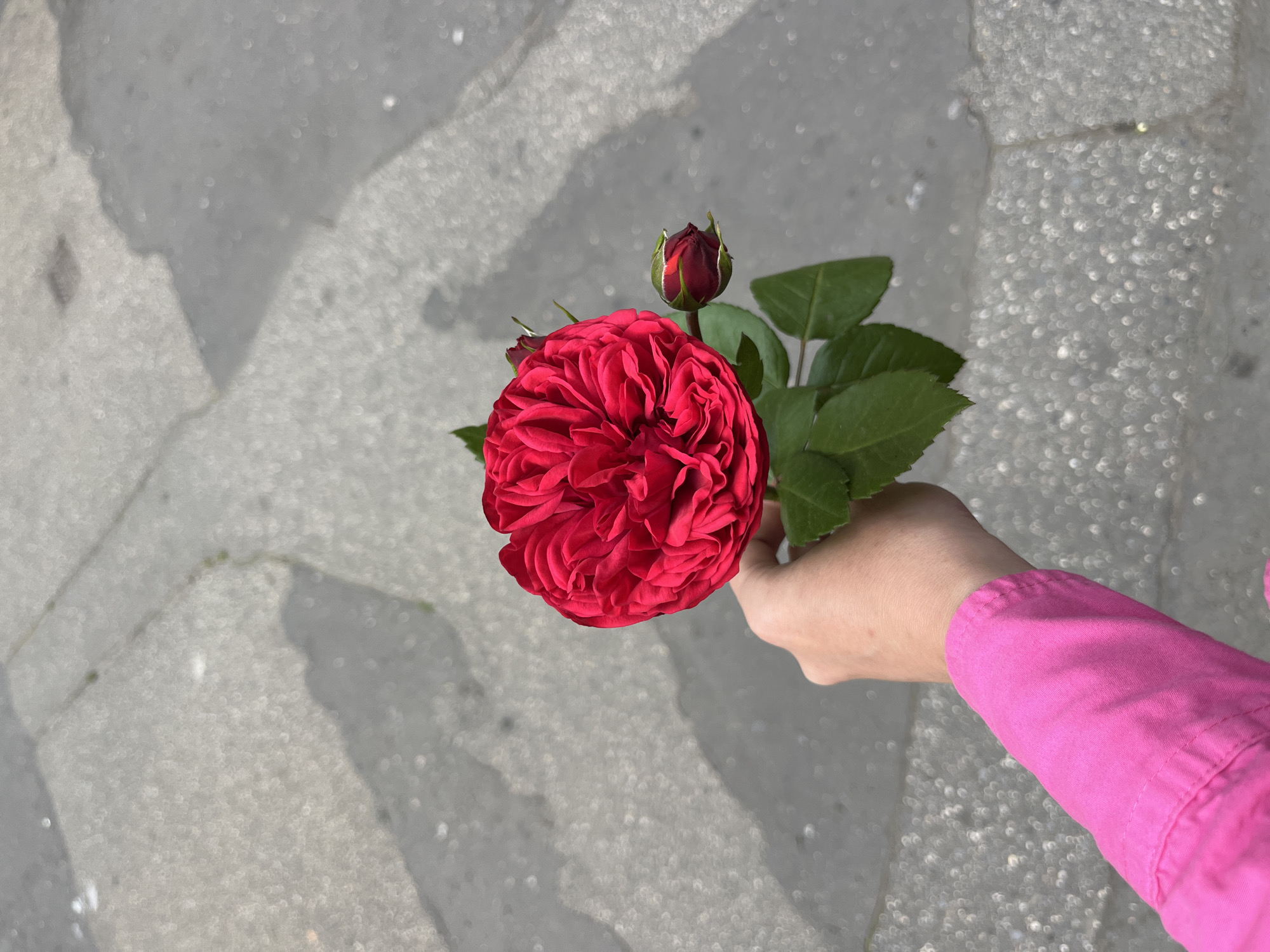 In Krakow, Poland, a person's hand, clad in a bright pink sleeve, holds a vibrant red rose with several green leaves and a small, closed bud. The rose is the central focus, with its intricate petals fully unfurled. The hand is positioned in the lower left of the frame. The background consists of a grey, paved surface, possibly a sidewalk or street, which is speckled with small, bright highlights, suggesting a sunny day and a textured ground. Shadows are cast across the paving stones, hinting at an outdoor setting. The overall impression is one of a simple, candid moment captured outdoors.