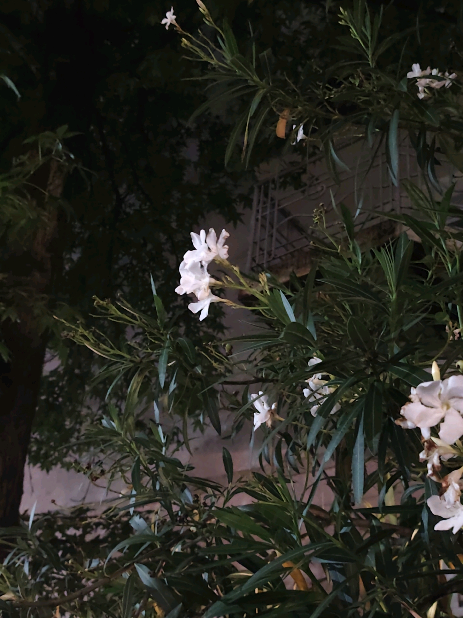 The image depicts a close-up view of a flowering oleander bush at night, with a building visible in the blurred background. The bush has dark green, lance-shaped leaves and clusters of white flowers, some of which are in bloom, while others appear to be budding or have already withered. The lighting suggests it is artificial, likely from a streetlamp or nearby building, casting a soft glow on the flowers and leaves. The overall mood is tranquil and slightly mysterious due to the nighttime setting. There are no people visible in the image, and the focus is entirely on the flora and the hint of urban architecture behind it.