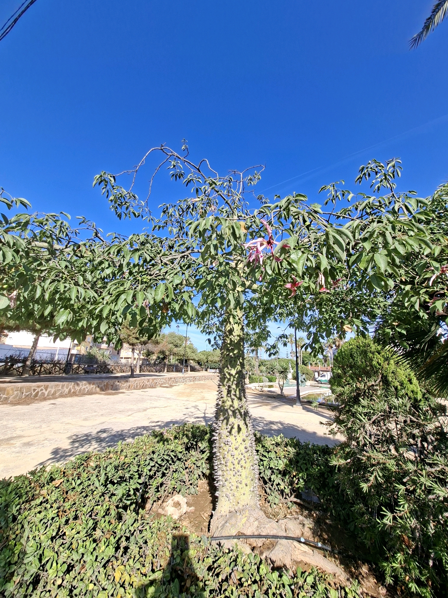 The image depicts a well-maintained public park area on a bright, sunny day, under a clear blue sky. The foreground is dominated by a striking tree with a thick, spiky trunk, characteristic of a Ceiba speciosa (Floss Silk Tree), which is native to South America but cultivated in warmer climates like Torrevieja, Spain. The tree has lush green foliage and several large, delicate pink flowers hanging from its branches. To the right of the main tree, there is a dense, conical evergreen shrub. In front of the main tree, a low, well-trimmed hedge of green bushes creates a border.
The middle ground reveals a paved pathway made of light-colored concrete or stone, with a decorative stone wall bordering one side, likely part of the park's landscaping. Beyond the pathway, more trees and shrubs are visible, suggesting a park or urban garden setting. A lamppost stands near a small body of water, possibly a fountain or pond, further enhancing the park's amenities. Buildings with white facades and tiled roofs, typical of Mediterranean architecture, are visible in the background, indicating an urban or semi-urban environment. A street with a few parked cars and a white utility vehicle suggests the presence of public roads adjacent to the park.
The overall impression is one of a serene and visually appealing outdoor space, likely located in the city of Torrevieja, Spain, known for its Mediterranean climate and public green spaces. There are no people visible in the image. The scene captures a moment of natural beauty within an urban context.