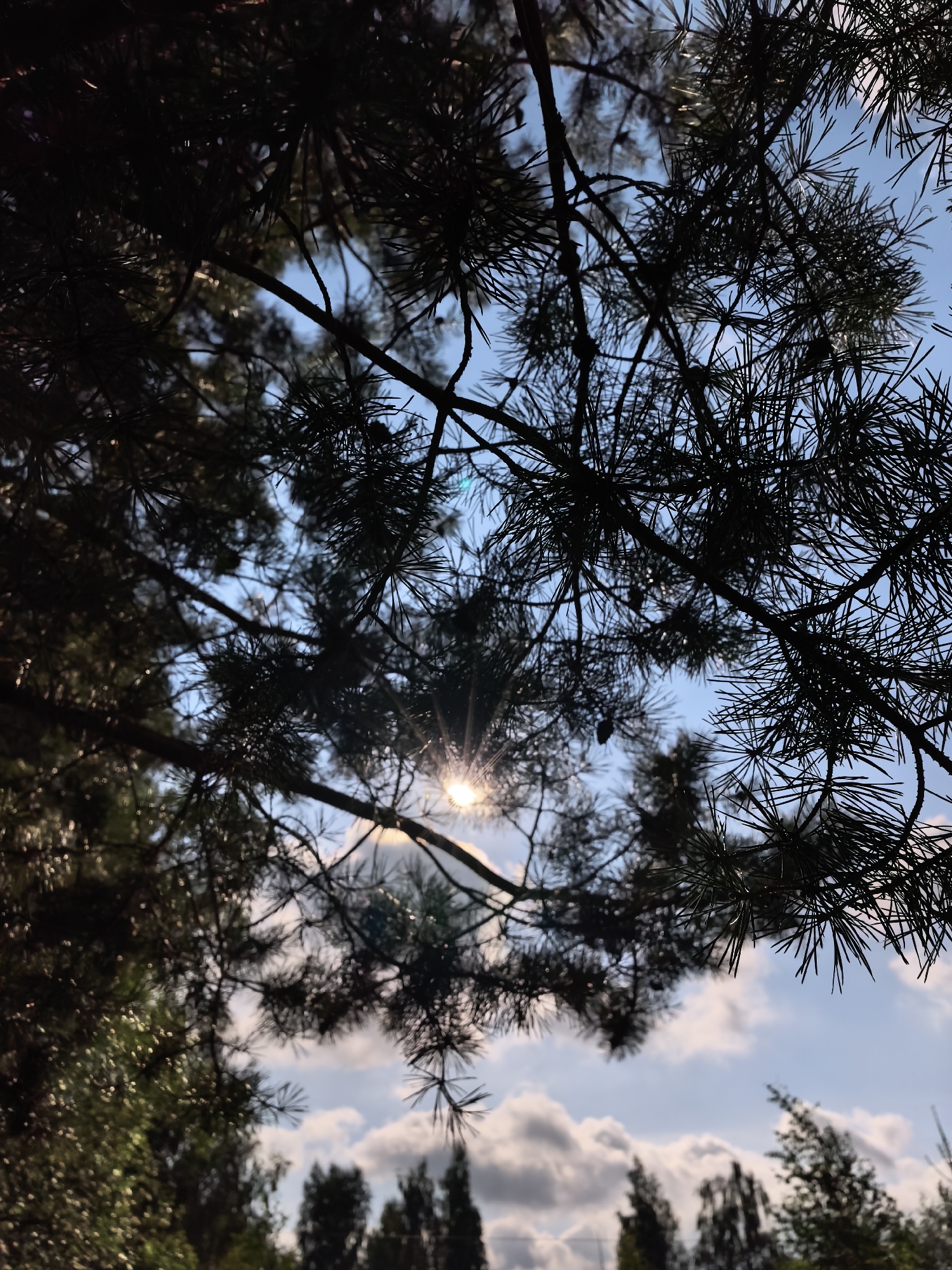 The image depicts a view looking up through the dark silhouettes of pine branches against a bright blue sky with scattered white and gray clouds. The sun is visible as a bright glinting starburst behind the needles of the pine tree in the upper central portion of the frame. The foreground is dominated by the dense, dark foliage of pine branches, with some cones visible. In the distance, a blurred line of trees and the tops of buildings can be seen against the sky. The lighting suggests it is daytime, possibly late afternoon, given the warm glow of the sun. The scene is outdoors and appears to be in a natural or park-like setting within the city of Pavlovsky Posad, Russia, indicated by the types of trees and architectural hints in the background.