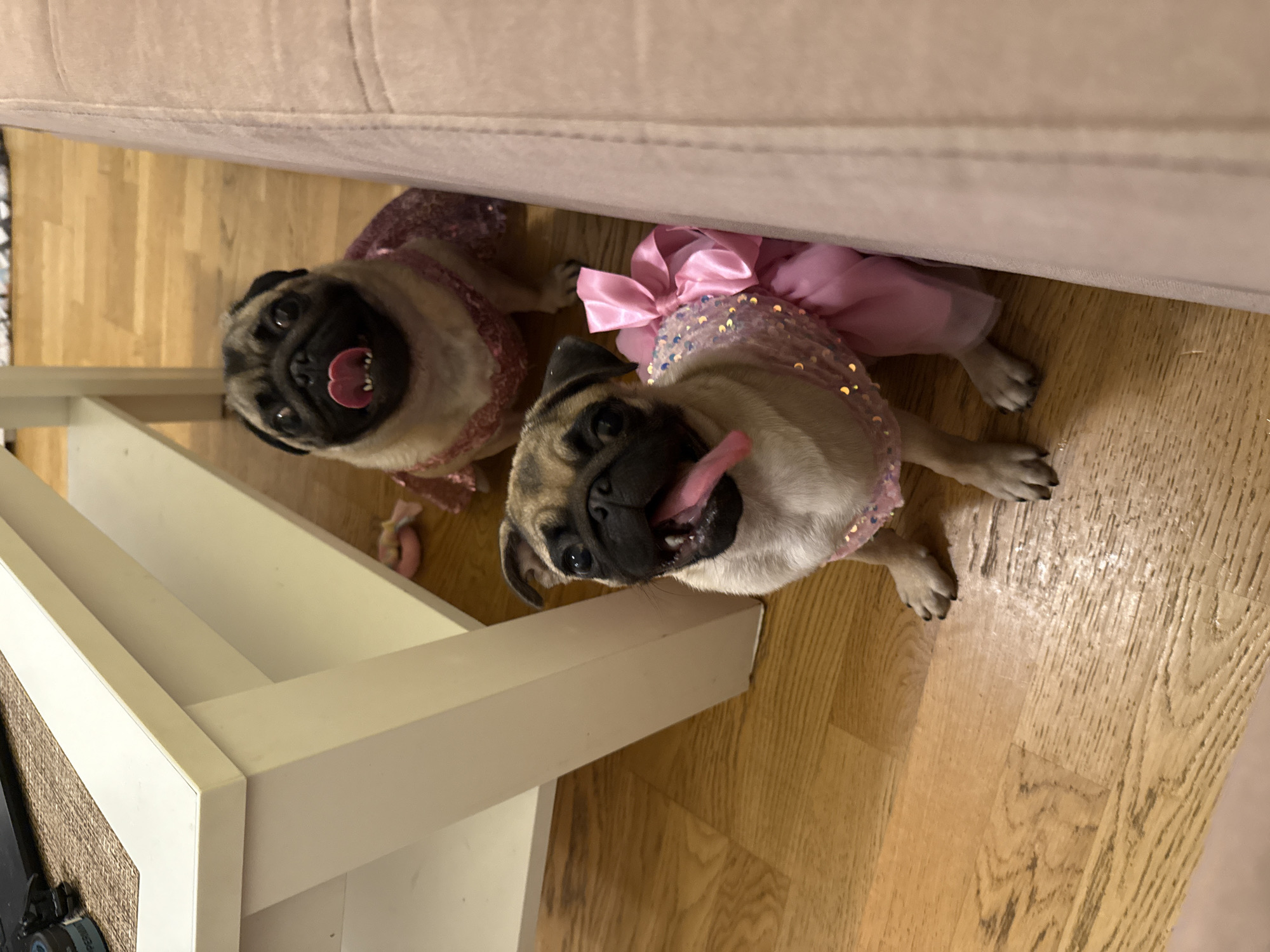 Two pugs are sitting on a wooden floor. One pug is closer to the camera and is wearing a sparkly pink dress with a large pink bow. The other pug is further away and is also wearing a sparkly pink dress. Both pugs have their tongues hanging out. In the background, there is a white table with a textured mat on top. To the right, there is a light pink couch. The environment appears to be indoors.