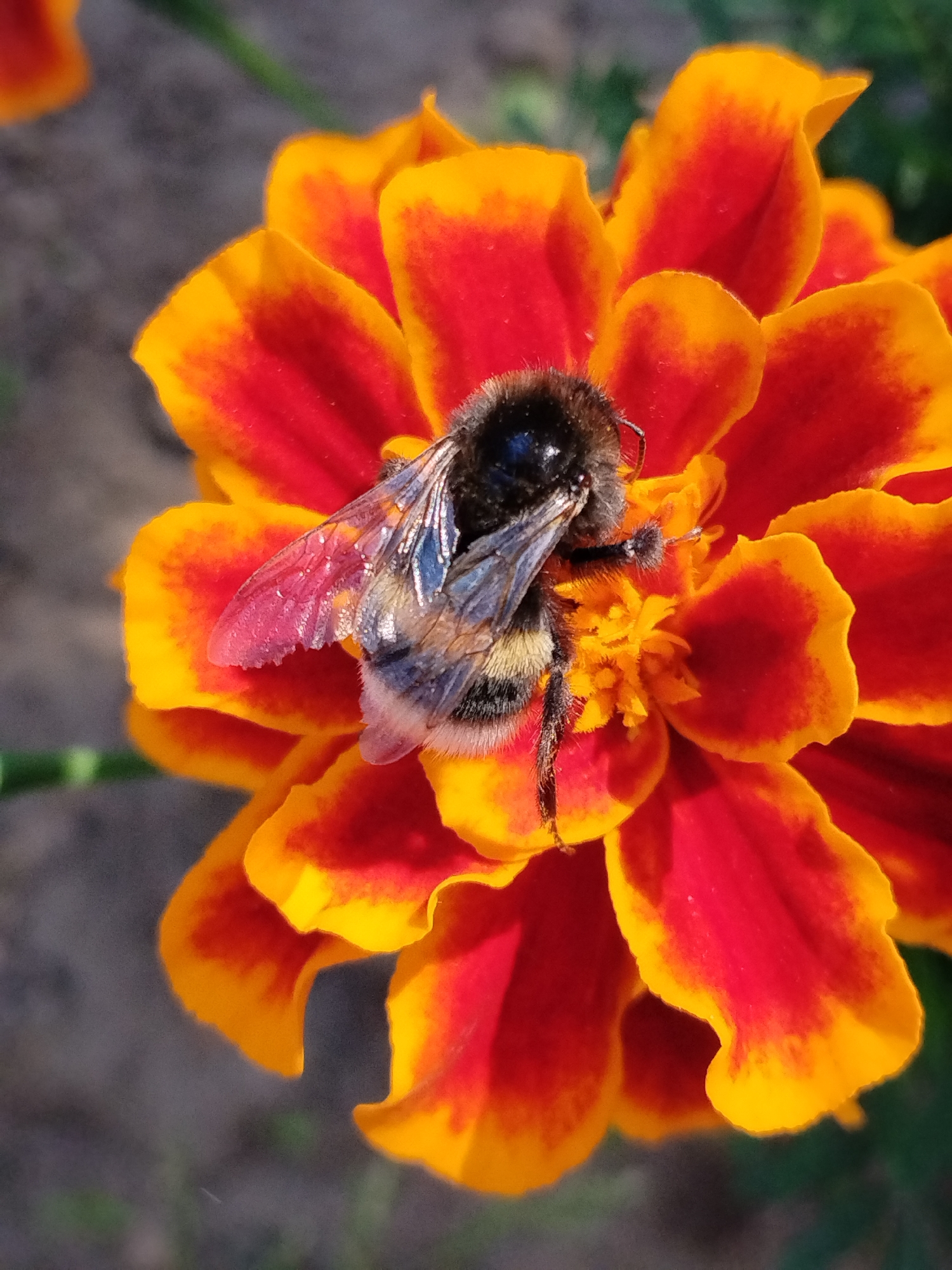 A close-up shot shows a bumblebee on a marigold flower. The bumblebee, with its fuzzy black and yellow body and transparent wings, is positioned on the center of the vibrant orange and red flower. The marigold's petals are layered, with a deeper red hue closer to the center and fading to bright orange at the edges. The background is blurred, suggesting an outdoor setting, possibly a garden in Bialynichy, Belarus. The lighting appears to be natural daylight, casting subtle shadows on the flower and bee.
