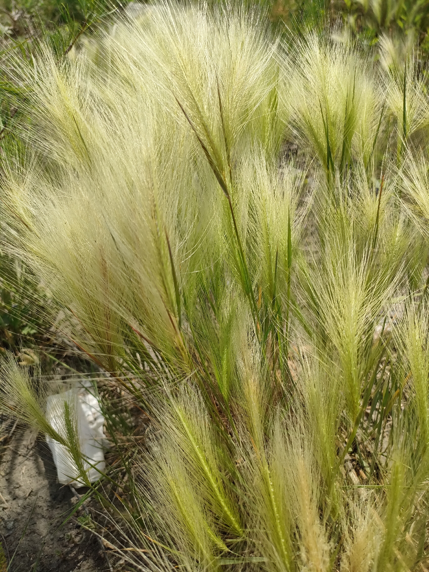 The image is a close-up shot of a patch of Foxtail grass, likely in a natural or semi-natural area within the city of Barnaul, Russia. The grass is predominantly light green and yellow, with long, feathery seed heads that are the most prominent feature. The background is blurred, showing a mix of green foliage and sandy or dry soil. In the lower left quadrant of the image, partially obscured by the grass, is a piece of white litter, possibly a plastic wrapper or container. There are no people or animals visible in the frame. The lighting suggests it is daytime, likely sunny, as indicated by the bright highlights on the grass. The overall impression is one of a wild, untamed patch of vegetation with a single piece of man-made debris.