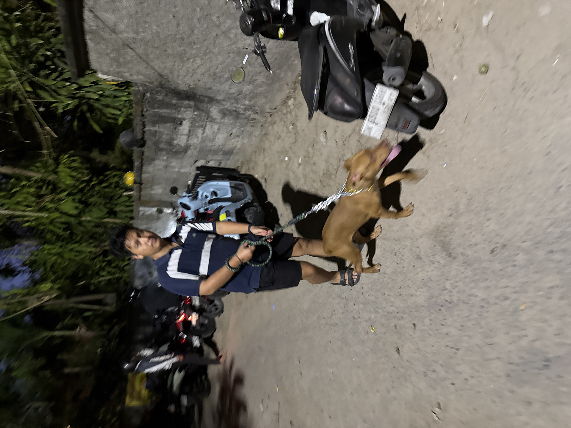 A man in a blue and white striped polo shirt and black shorts is walking a tan dog on a leash. The man is wearing black sandals. The dog, which appears to be a pit bull mix, is tan with its tongue hanging out. They are on a paved road with some debris on it. In the background, there are several motorcycles and a light blue ATV. There is a concrete wall behind the motorcycles and ATV. Vegetation is visible above the wall. The scene is dimly lit, suggesting it is nighttime or dusk. The location is the city of Denpasar, Indonesia.