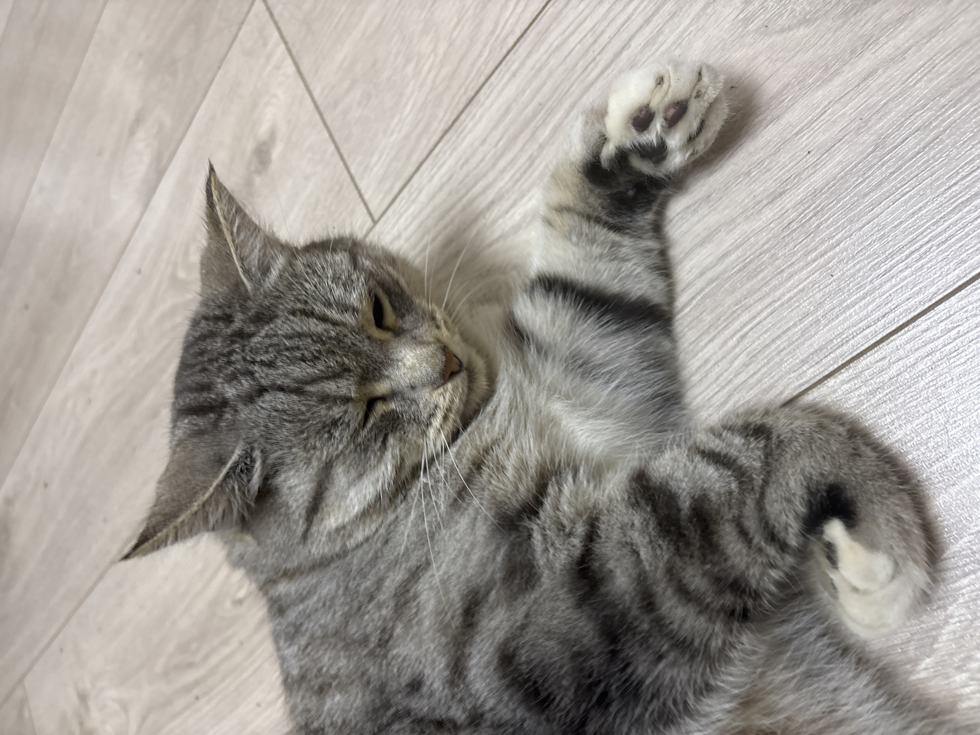 A grey tabby cat is lying on a light-colored wooden floor. The cat is in the foreground, curled up on its side with its head turned to the right and its eyes partially closed. Its fur is a mix of grey and black stripes. One of its paws is extended forward, showing its white toes and dark paw pads. The floor has a wood grain pattern. The image appears to be taken indoors, likely in a residential setting. There is no information available to determine its specific location in the city of Ветлужский, Russia.