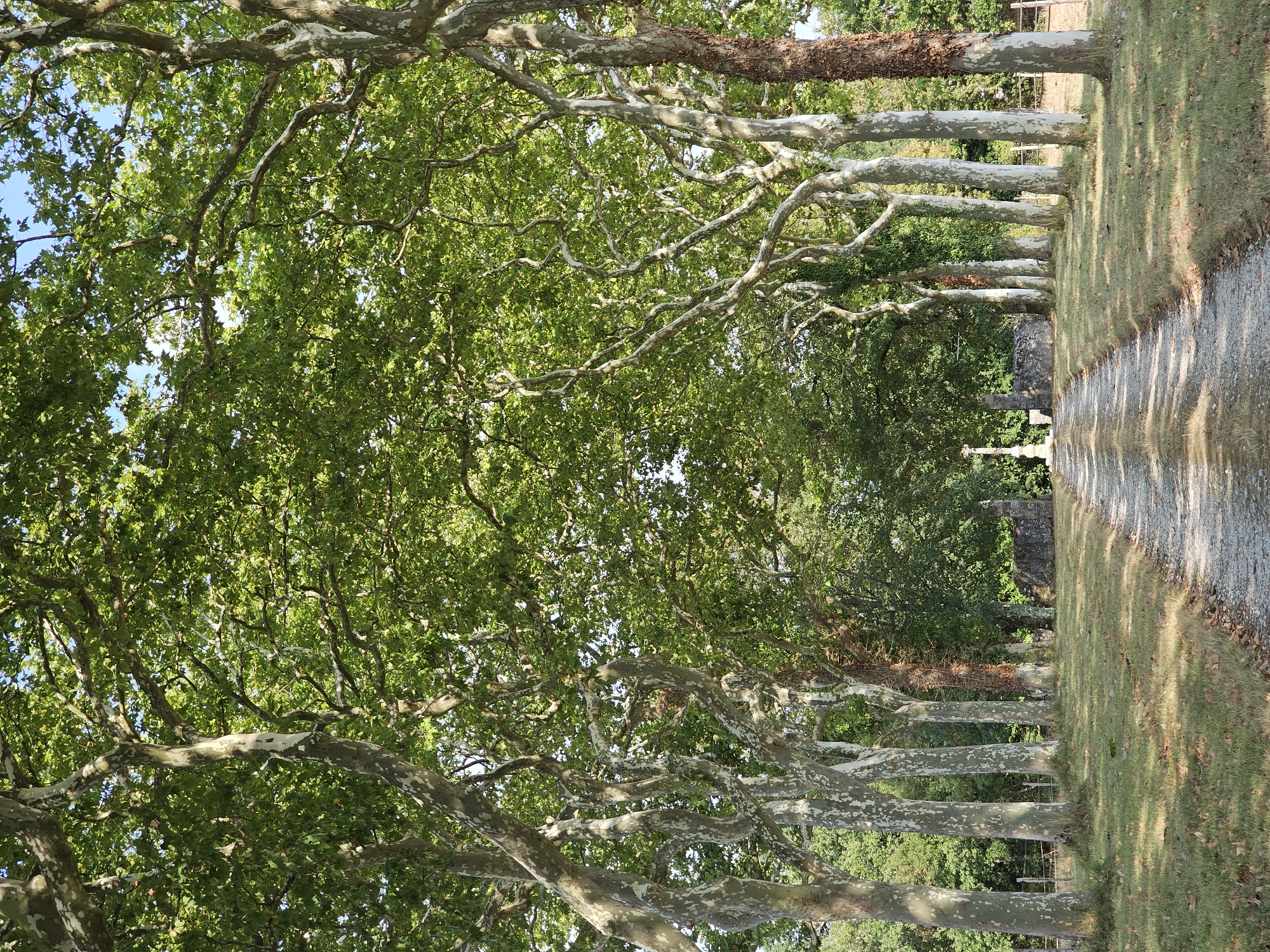 The image depicts a gravel path lined with mature plane trees, creating an avenue leading towards a stone wall and a stone cross in the distance. The trees have distinctive mottled bark and lush green foliage, casting dappled shadows on the path and the grassy verge. The scene appears to be set in a rural or park-like environment, possibly a driveway to a historic property. The location is identified as Rozès, France. The image is captured in daylight, with the sun illuminating the upper branches of the trees and the blue sky visible through the canopy. There are no people or animals visible in the image. The overall impression is one of natural beauty and tranquility, with a sense of historical presence suggested by the stone structures.