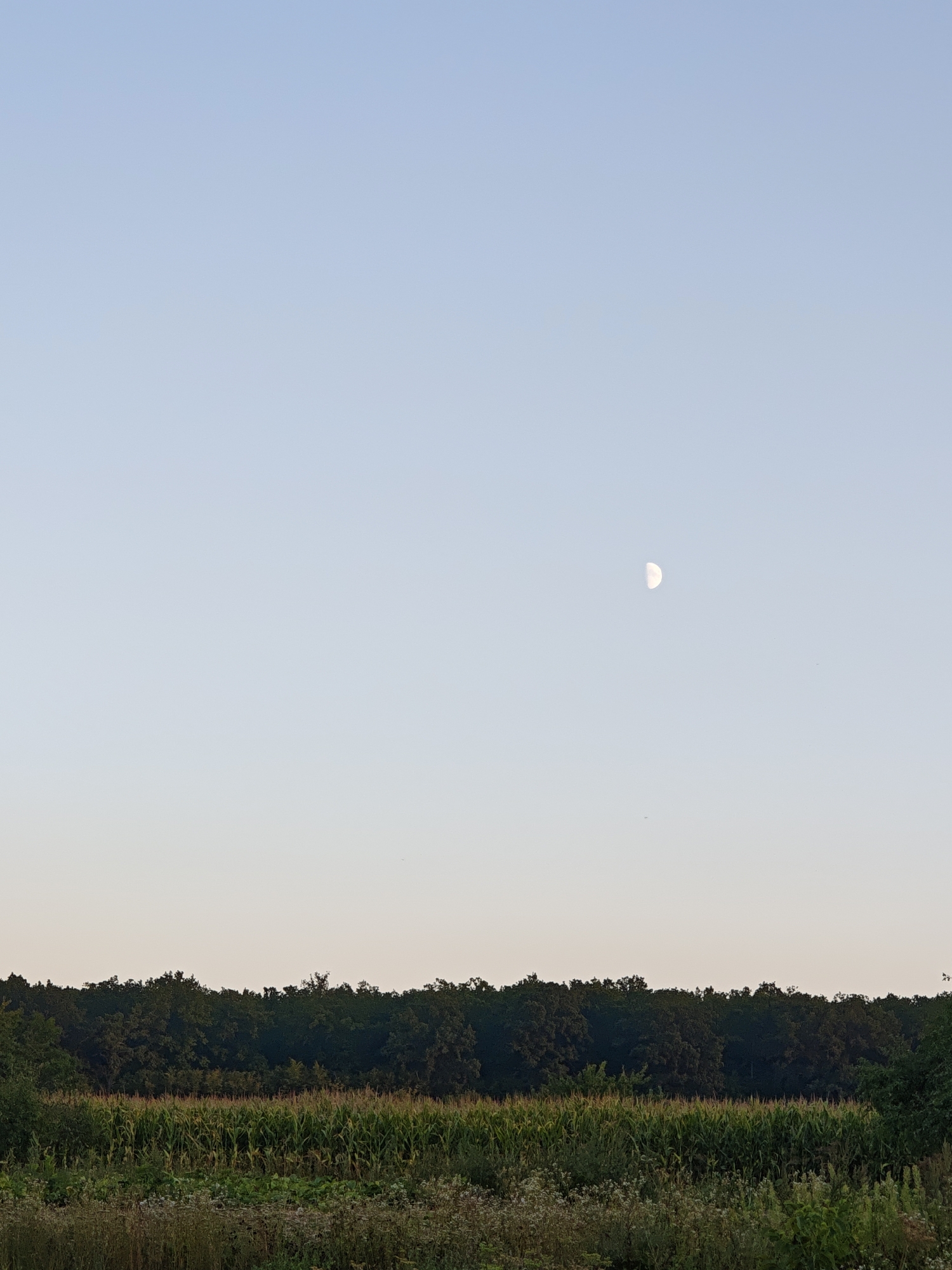 The image depicts a rural landscape under a clear, pale blue sky. In the upper right quadrant of the sky, a half-moon is visible. The horizon is marked by a dense line of dark green trees, which appears to be a forest. In the foreground, below the tree line, is a field of green corn stalks, interspersed with other vegetation. The overall scene is tranquil and natural, characteristic of the Ukrainian countryside.