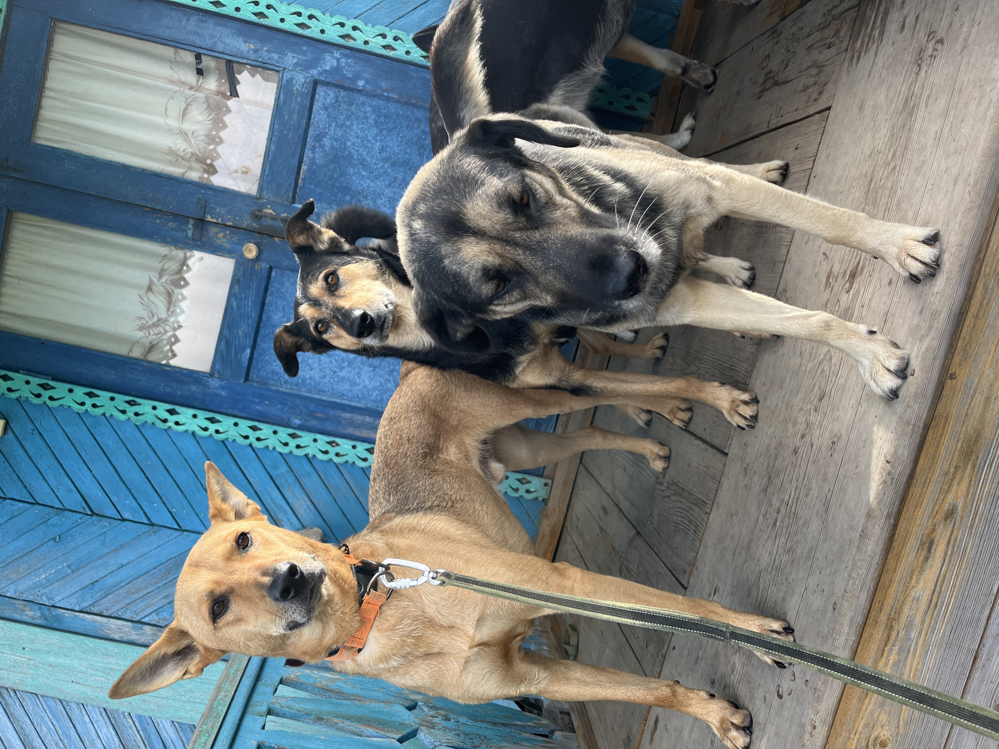 Three dogs stand on a wooden porch in front of a blue wooden door with white curtains. The dog in the foreground is a tan and grey German Shepherd mix with its head lowered. To its left is a tan dog with its ears perked up, wearing an orange collar and a leash. Behind these two dogs is a black and tan dog looking at the camera. The background features a distressed blue wooden wall with decorative carvings. The setting appears to be a rural or suburban residential area.