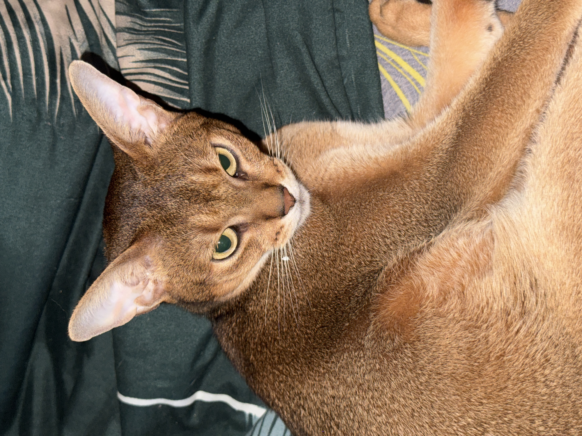 The image shows a close-up of an Abyssinian cat with copper-colored fur and green eyes, resting on a dark green blanket with a subtle striped pattern. The cat is positioned in the center of the frame, looking directly at the viewer with a slightly pensive expression. The lighting is soft, highlighting the texture of the cat's fur and the contours of its face. The background is predominantly the dark green blanket, with a hint of a grey and yellow striped fabric beneath the cat's paws. There is no indication of the city of Noviy, Russia, or any other geographical location in the image.