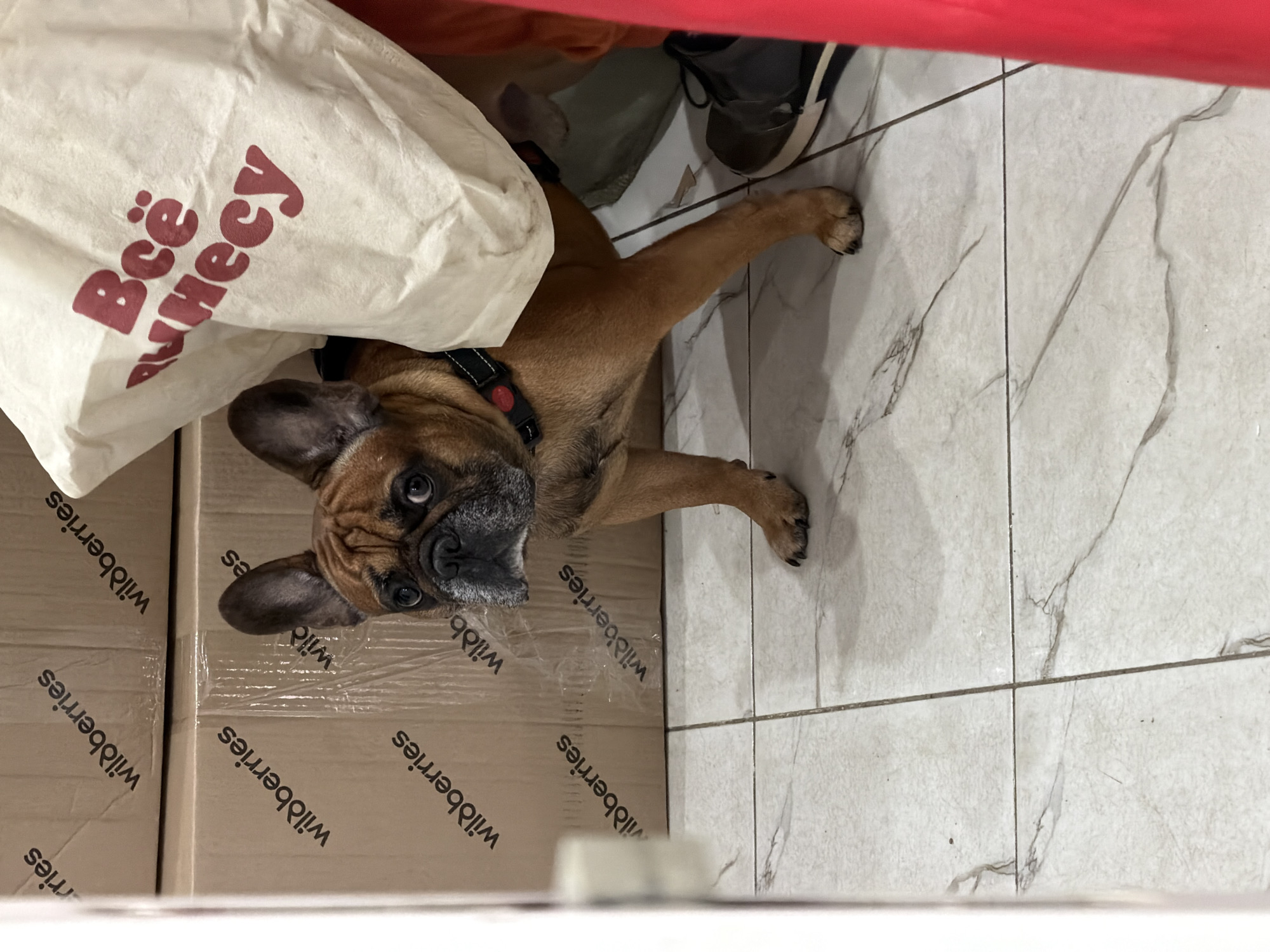 A tan French Bulldog wearing a black harness with a red clasp is lying on a white tile floor with gray marbling. The dog is partially obscured by a white tote bag with red lettering that reads "Всё нанесу". To the left, the dog is near a stack of cardboard boxes with the word "Wildberries" printed on them in black. In the background, there is a pair of shoes and a red curtain. The location is likely indoors, in Saint Petersburg, Russia, based on the Russian text on the bag.