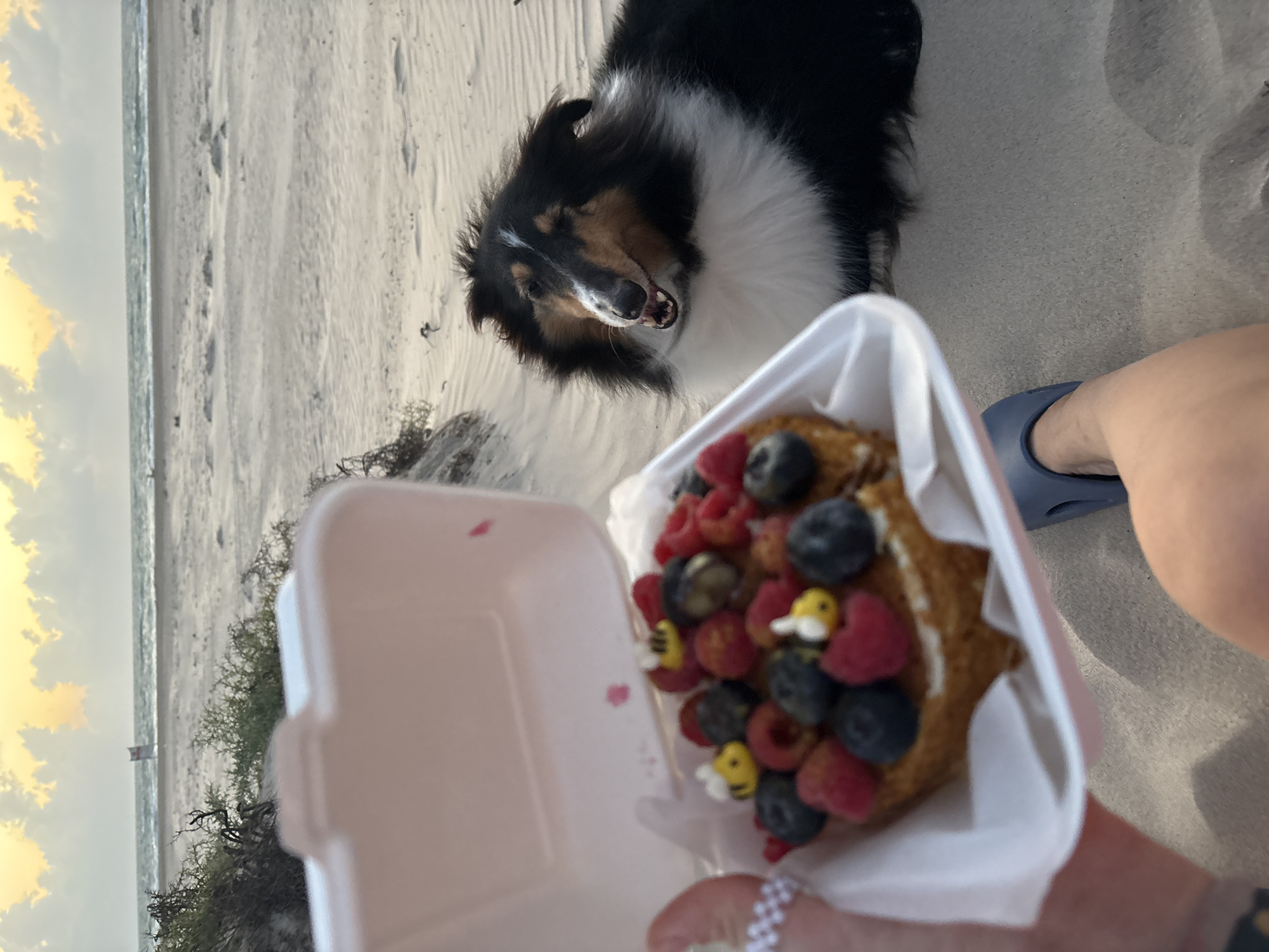 In Palmachim, Israel, a dog with black, white, and brown fur sits on a sandy beach near the ocean. The dog's mouth is open, and it appears to be looking towards a pastry. The pastry is in a white container and is topped with blueberries, raspberries, and small decorative bees. A person's hand, wearing a white beaded ring, is visible holding the container. The background shows a sandy beach, dunes with sparse vegetation, and the ocean under a cloudy sky with hints of yellow and orange.