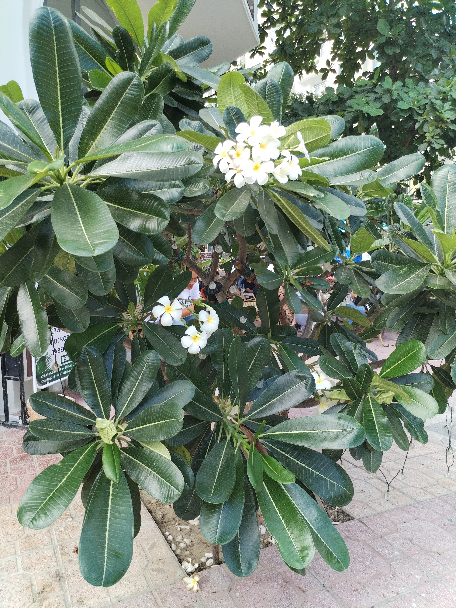 Captured in the Bac Nha Trang Ward of Vietnam, the photograph features a Plumeria tree adorned with vibrant green leaves and clusters of white and yellow flowers. A sign is visible behind the tree. In the background, people are seated at tables. The tree is situated adjacent to a paved walkway.