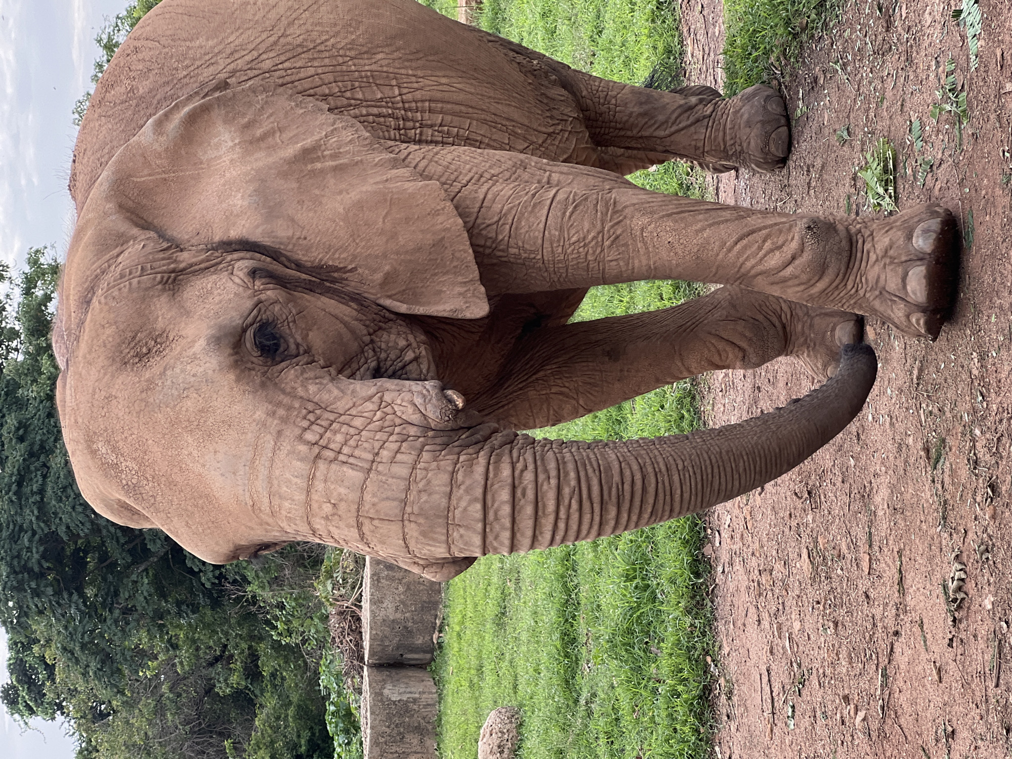 A close-up, eye-level shot shows the front half of a large, brown elephant standing on a dirt path. The elephant faces left, with its trunk partially curled downwards. Its skin is textured with deep wrinkles. In the background, green grass and some trees are visible, along with concrete structures and a cloudy sky. The elephant's massive size and wrinkled skin are the primary focus. This image was taken at the Jos Wildlife Park in Jos, Nigeria.