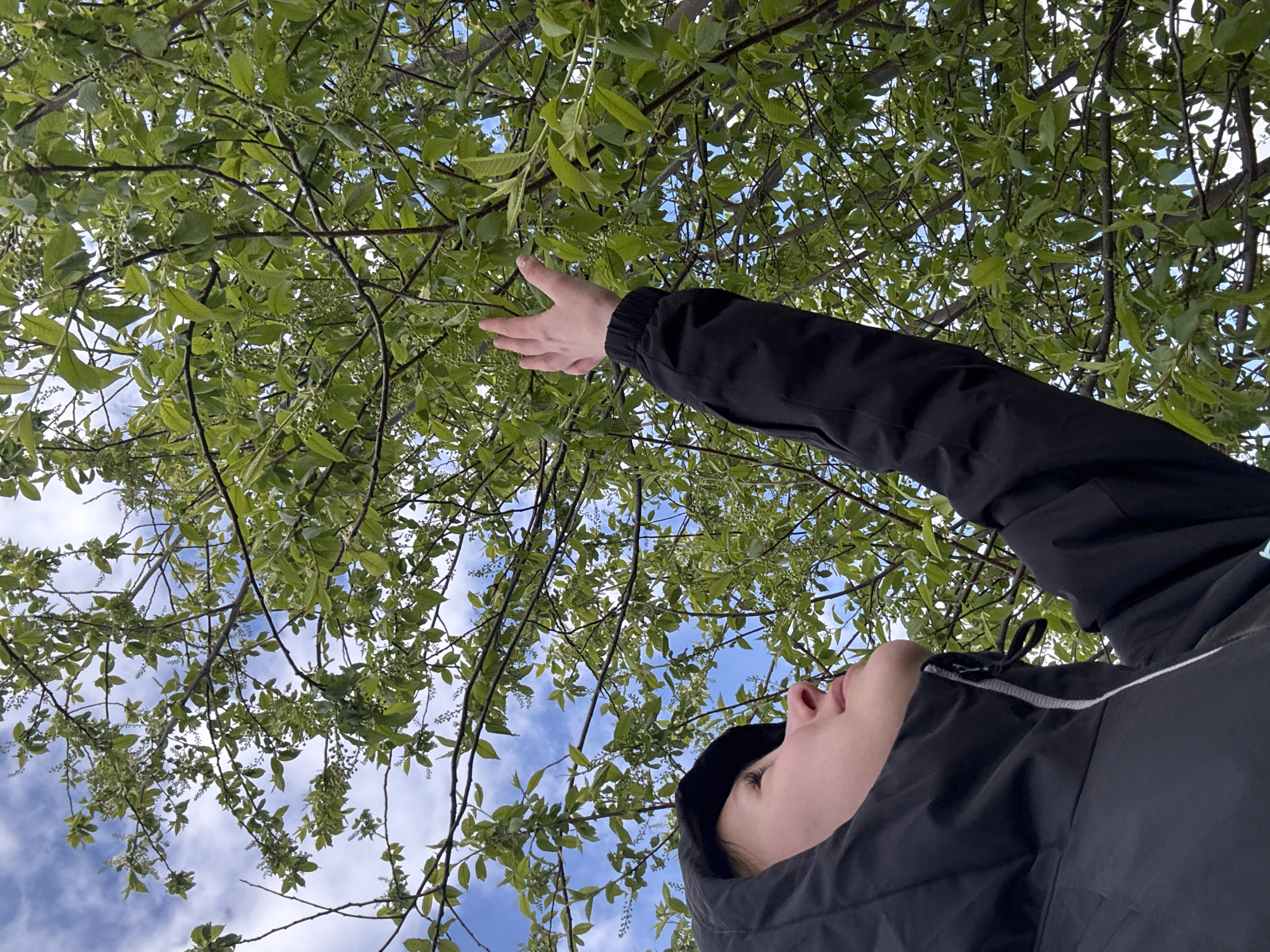 A person lies on their back, reaching up with their right hand towards tree branches with green leaves against a blue sky with scattered clouds. The person is wearing a dark-colored jacket with a hood pulled up. The scene is possibly located in or around Krilovo, Russia.