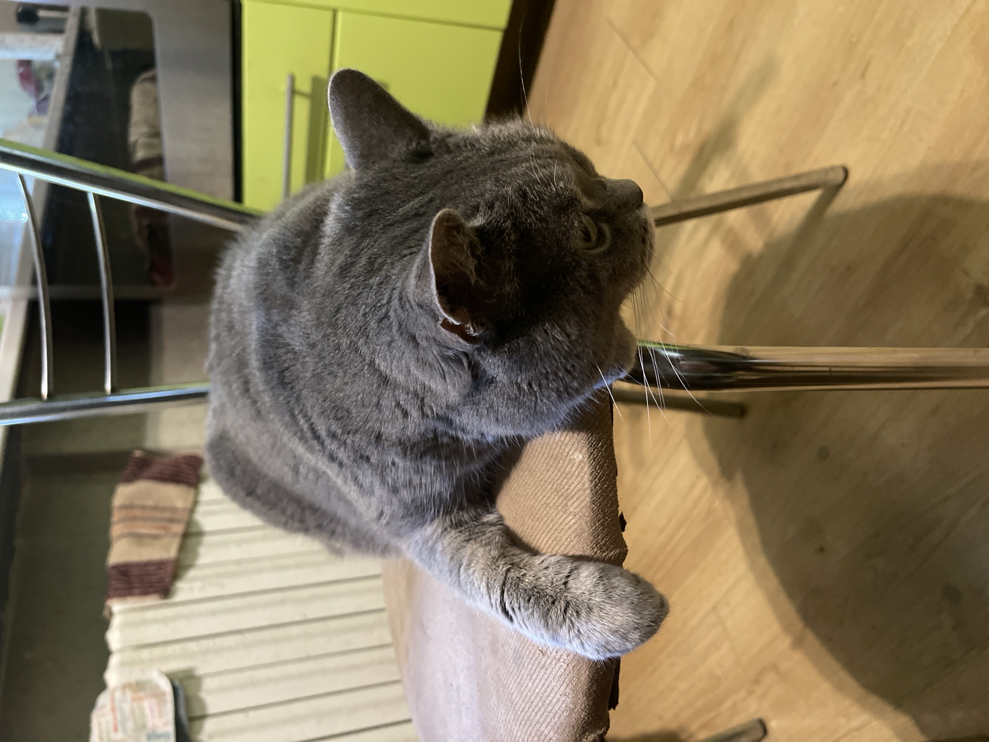 A gray cat is lying on a brown upholstered chair. The cat is lying down with its head hanging off the edge of the chair, facing downwards. The cat's left paw is hanging over the edge of the seat, resting on the chair leg. The chair has a metal frame and the seat appears to be made of fabric. In the background, a beige radiator with a patterned towel draped over it is visible on the left. To the right, there is a lime green cabinet and a wooden floor. The lighting suggests an indoor setting.