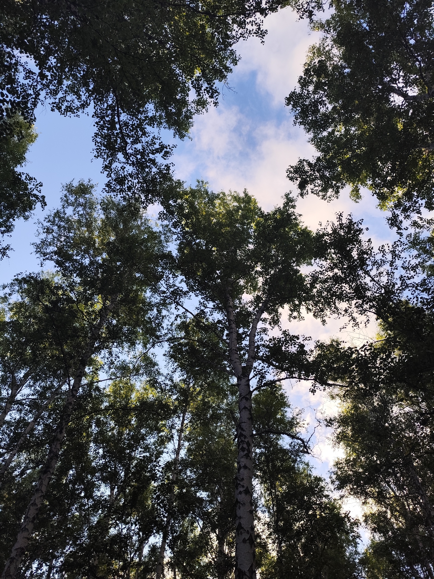 The image is a low-angle shot looking up through the canopy of tall trees, likely birch trees due to the white, papery bark visible on some trunks. The leaves are a vibrant green and fill most of the frame, creating a dense ceiling. Patches of blue sky are visible through the gaps in the foliage, interspersed with fluffy white clouds. The lighting suggests it is daytime, possibly late afternoon, as some sunlight filters through the leaves, creating highlights and casting shadows. There are no people or man-made structures visible in the image, indicating a natural setting within a forest or park. The overall impression is one of being enveloped by nature.