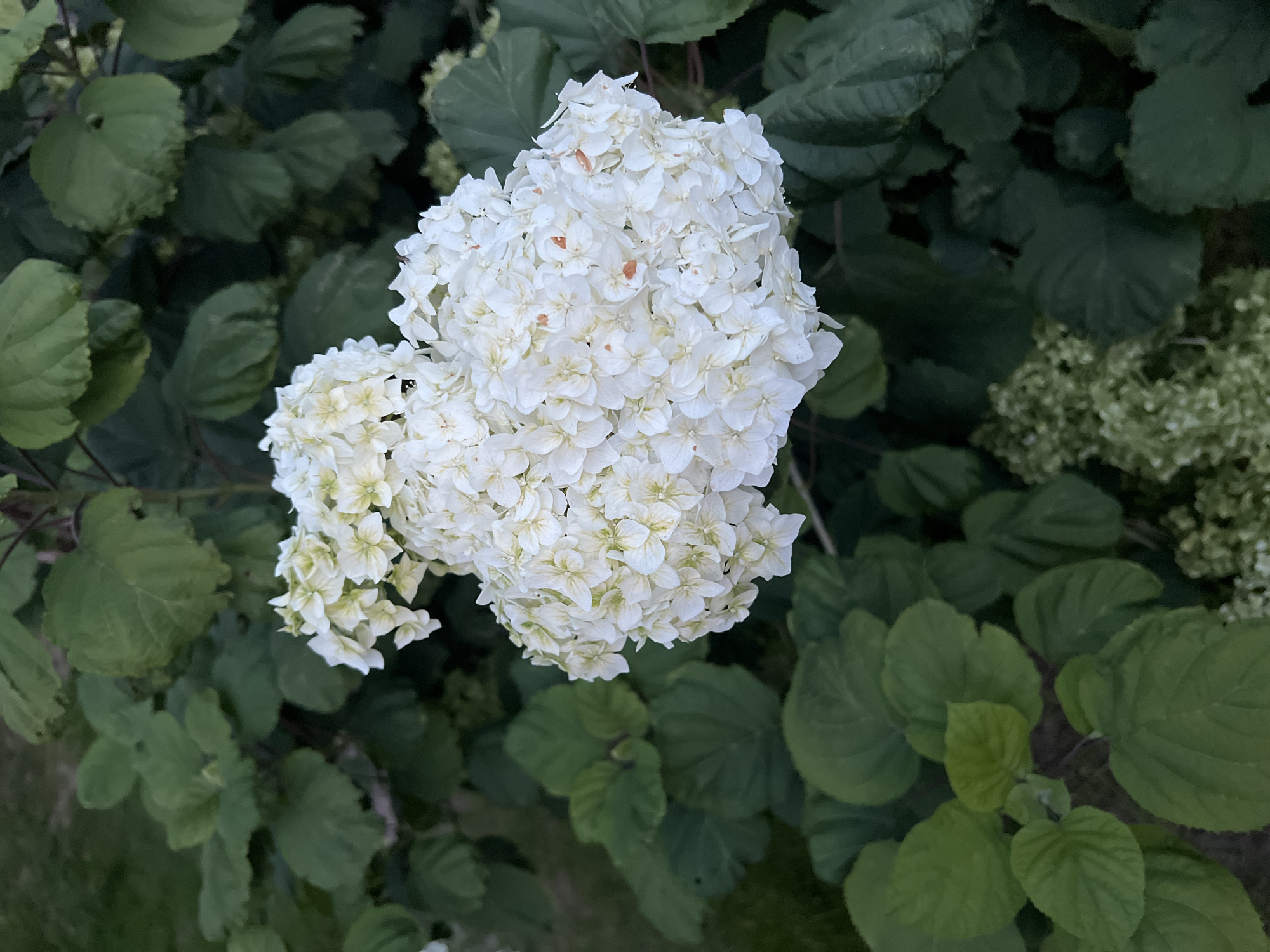 In the city of Rudzensk, Belarus, a close-up shot showcases a cluster of white hydrangea blooms against a backdrop of dark green foliage. The flowers, predominantly white with hints of pale yellow and a few scattered orange-brown spots, are densely packed in a large, spherical inflorescence. Some smaller, less developed blooms are visible in the upper left quadrant. The surrounding leaves are large, ovate, and have a matte texture, with visible veins. The lighting suggests it is either early morning or late evening, casting a soft glow on the scene. The overall impression is one of natural beauty and tranquility in an outdoor setting.