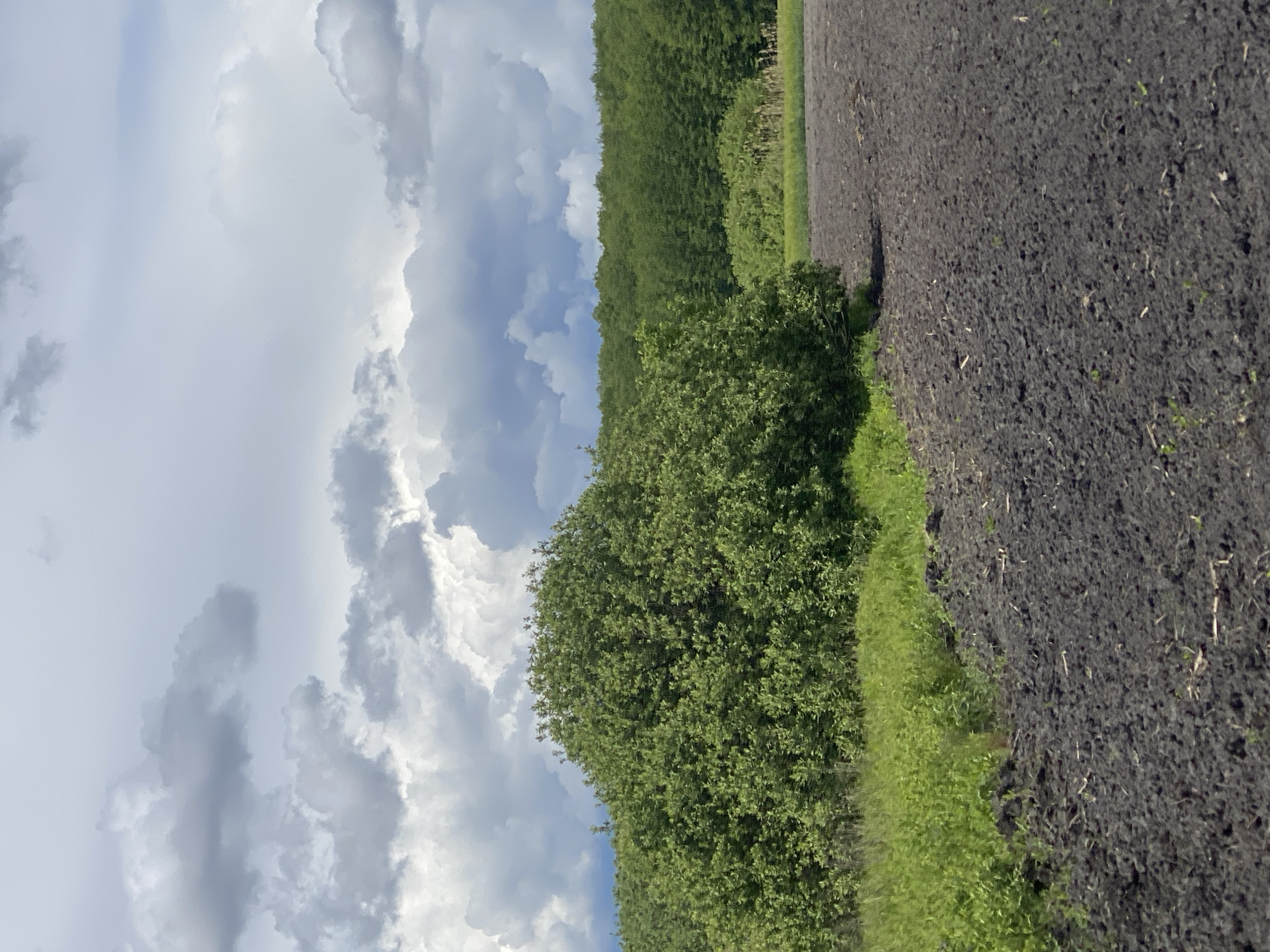 The image shows a field adjacent to a line of trees under a cloudy sky. The location is near Matiashivka, Ukraine. The field appears to be freshly tilled, with dark soil. A strip of green vegetation separates the field from the trees. The sky is dominated by cumulus clouds, indicating possible recent or impending precipitation. No people, other subjects, objects, actions, or interactions are visible. The environment is rural agricultural.